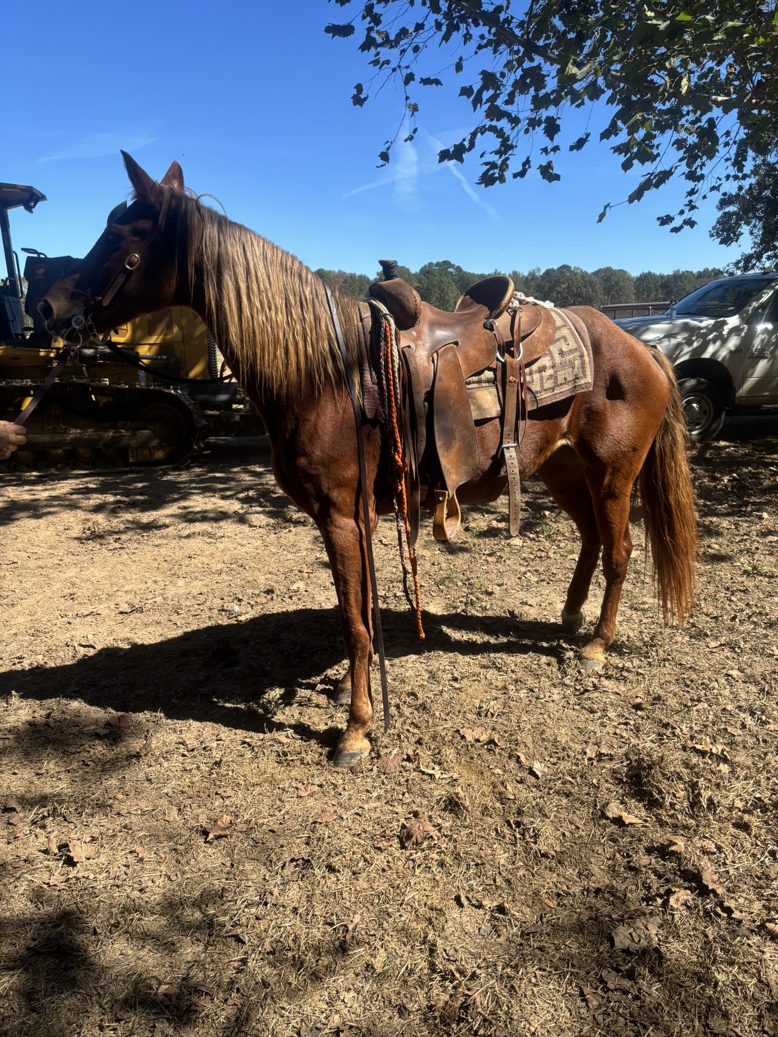 buster (copy) buster (copy)