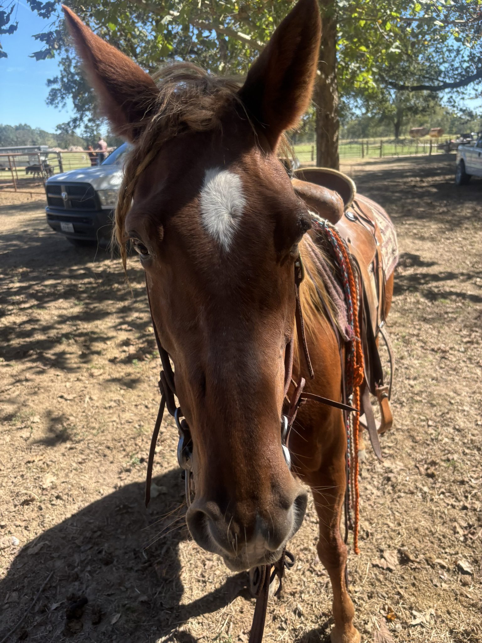 buster (copy) buster (copy)