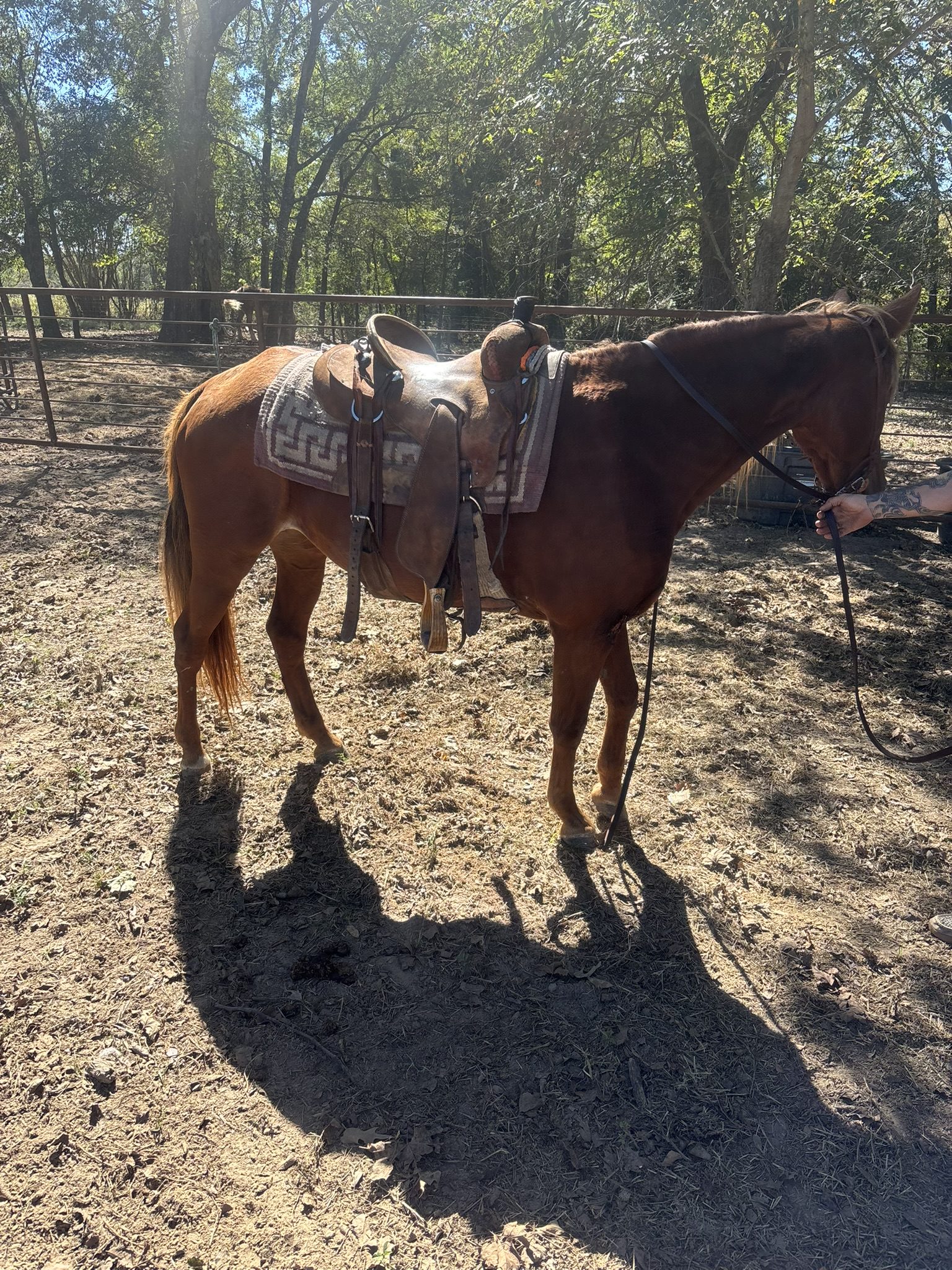 buster (copy) buster (copy)