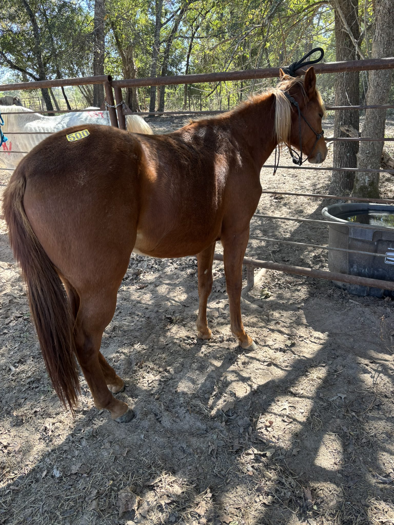 cleo (copy) cleo (copy)