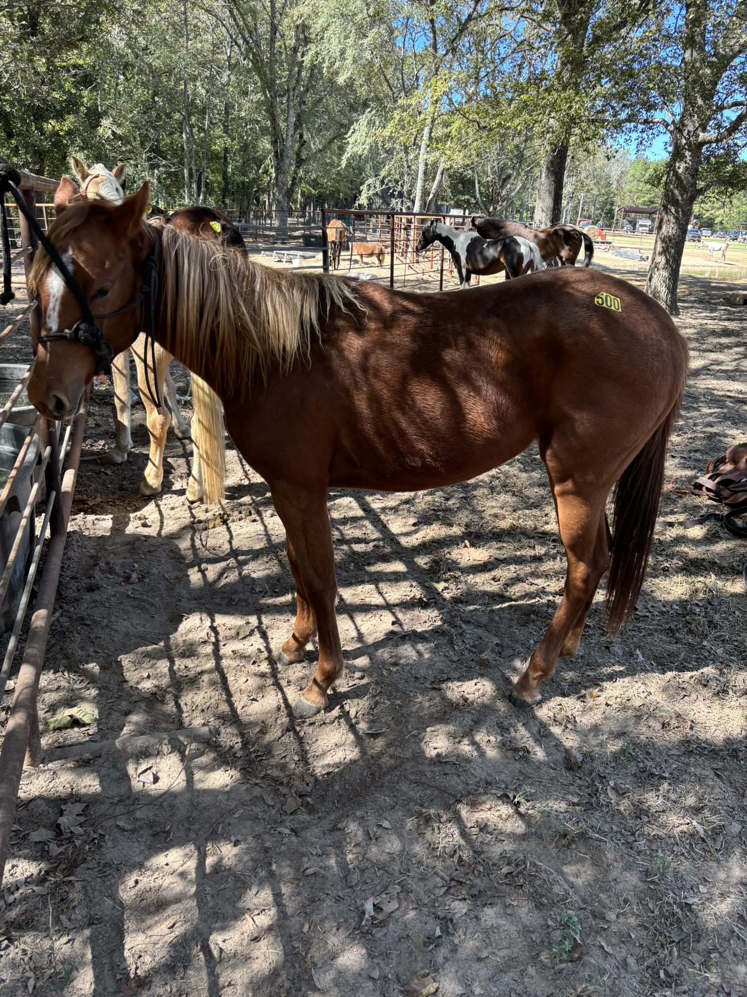 cleo (copy) cleo (copy)