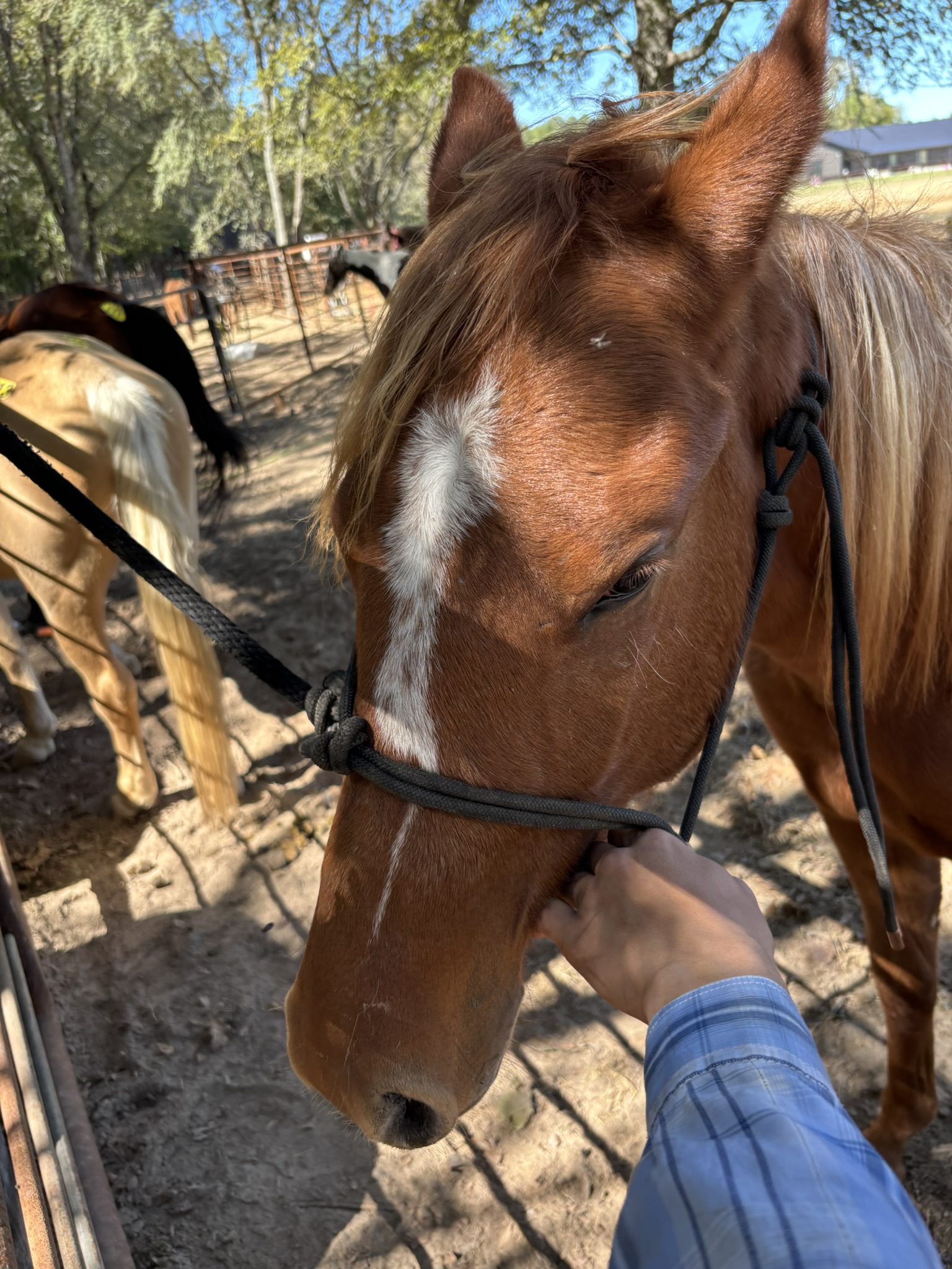 cleo (copy) cleo (copy)