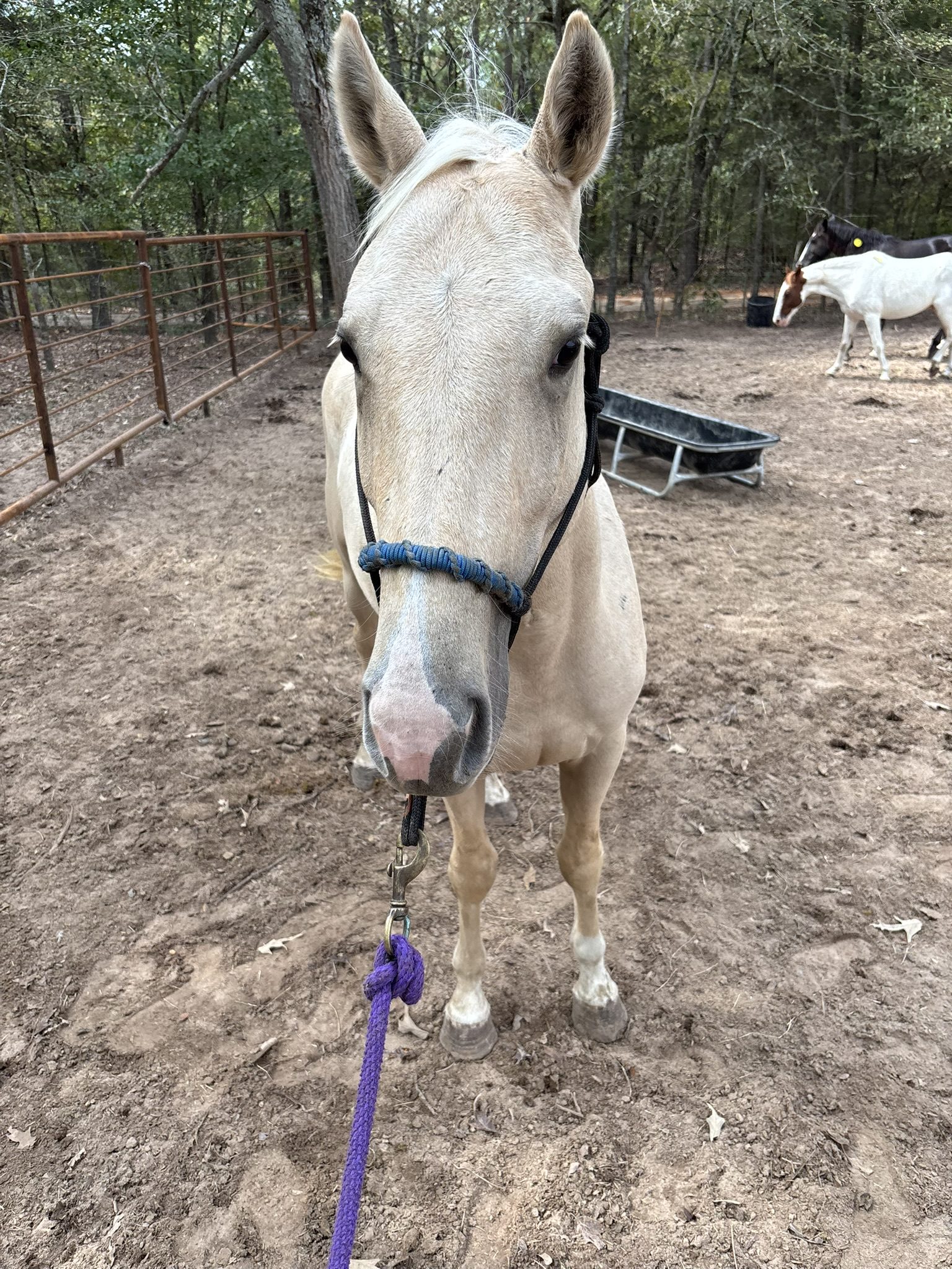 sully (copy) sully (copy)