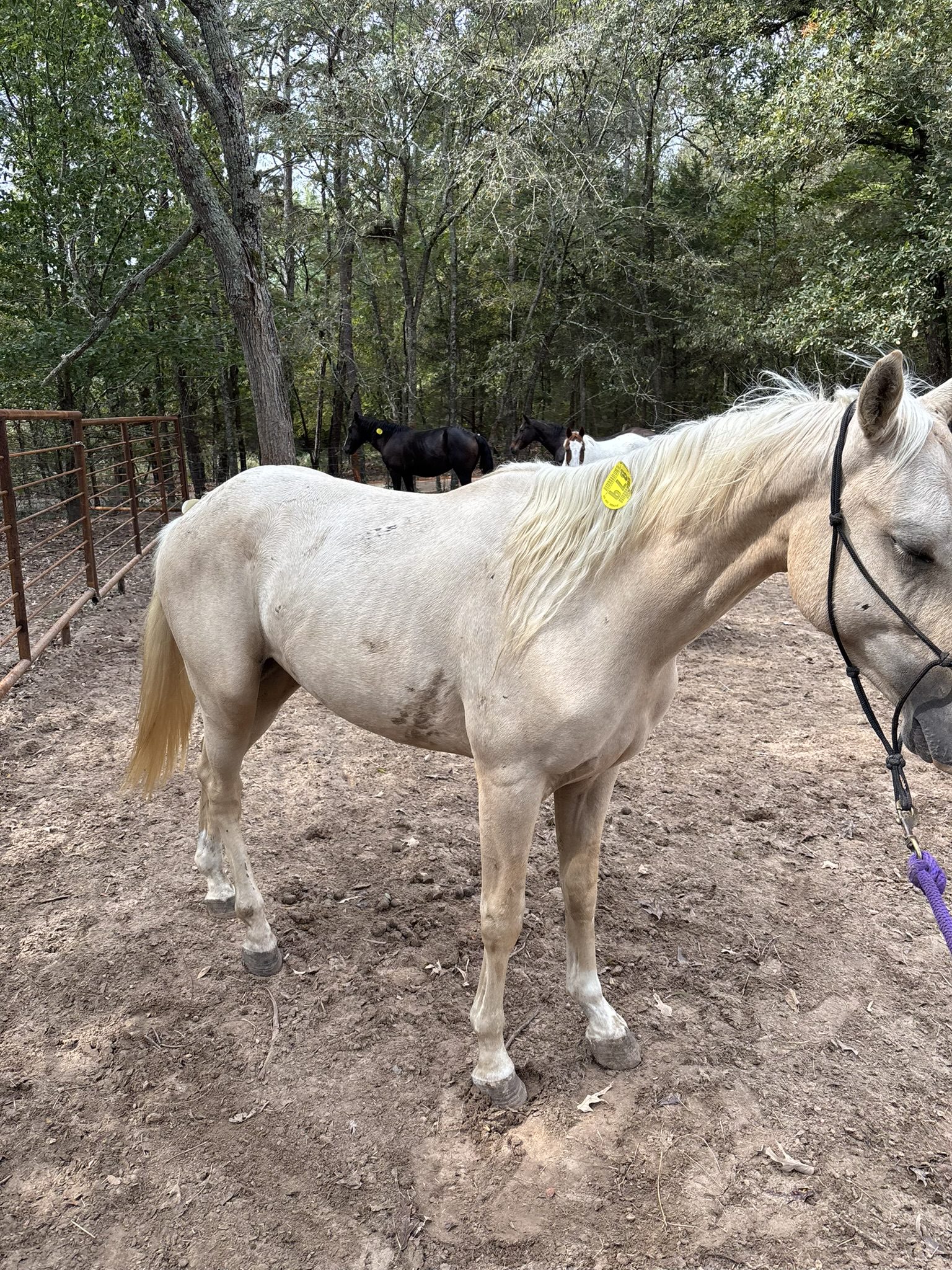 sully (copy) sully (copy)