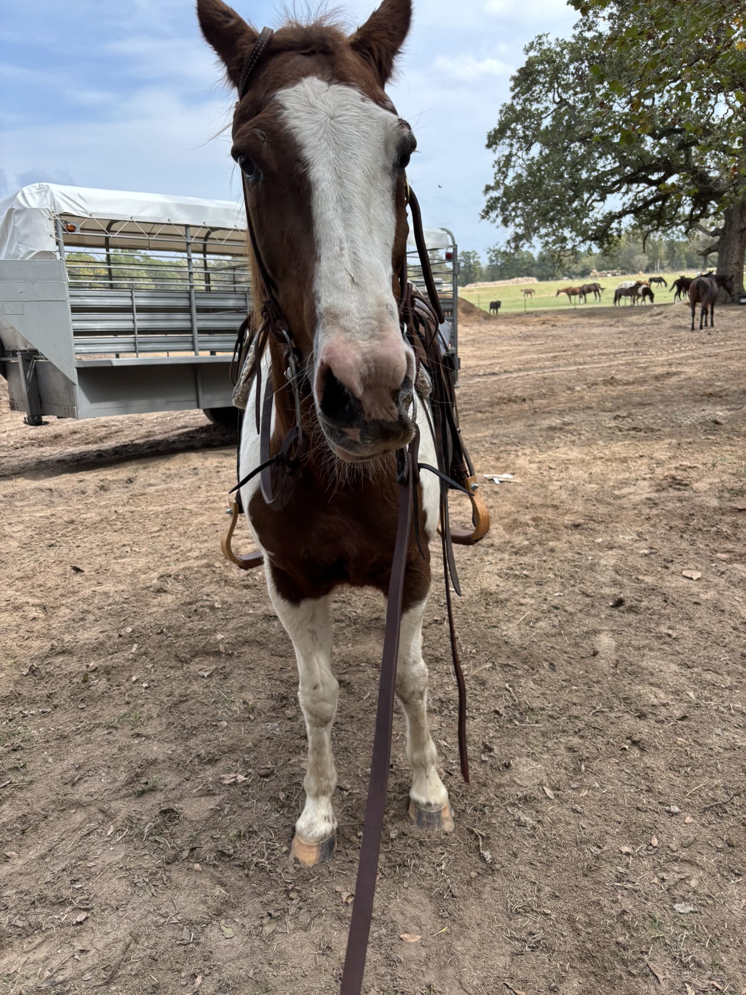 pebbles (copy) pebbles (copy)