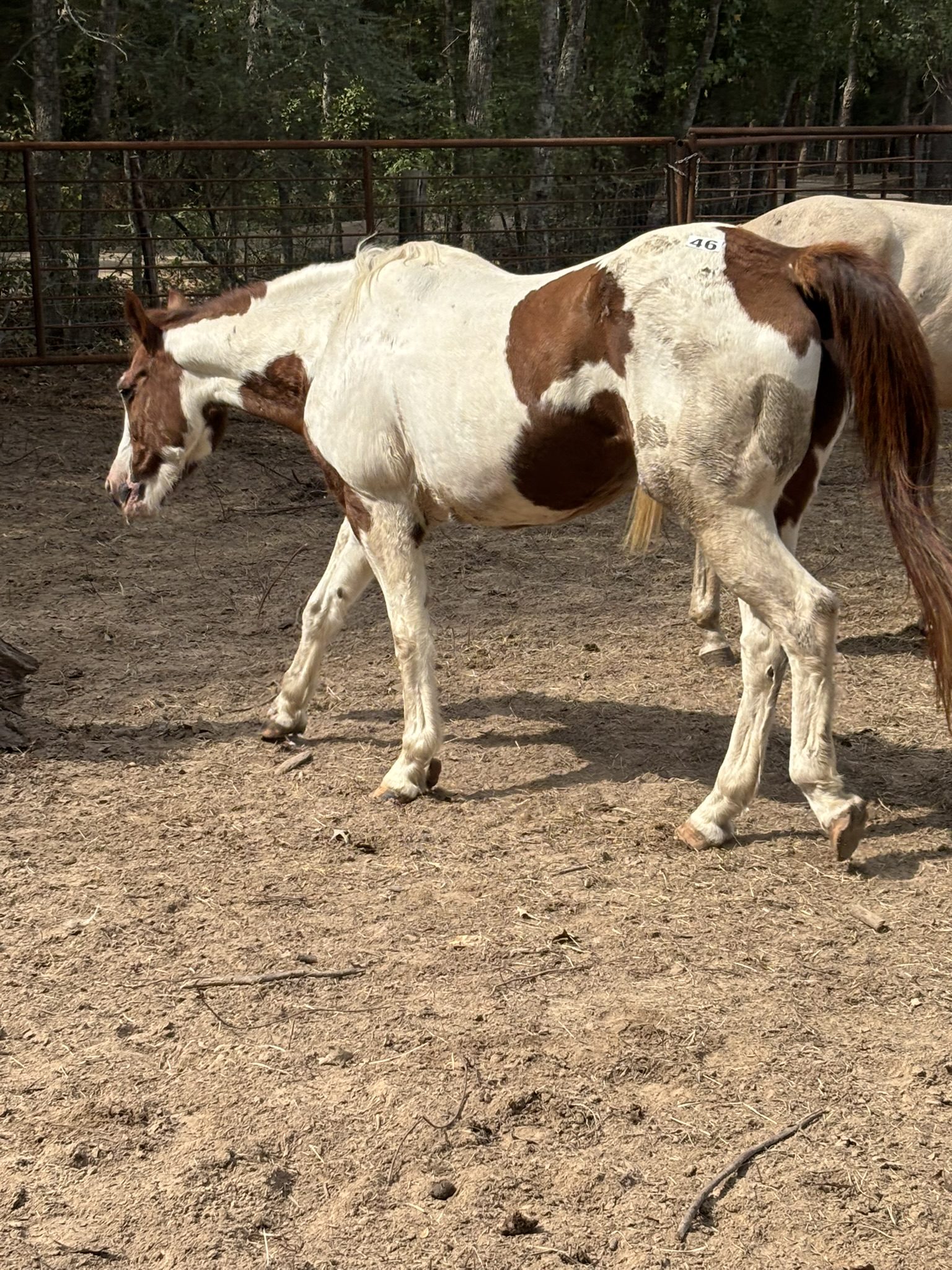 pebbles (copy) pebbles (copy)