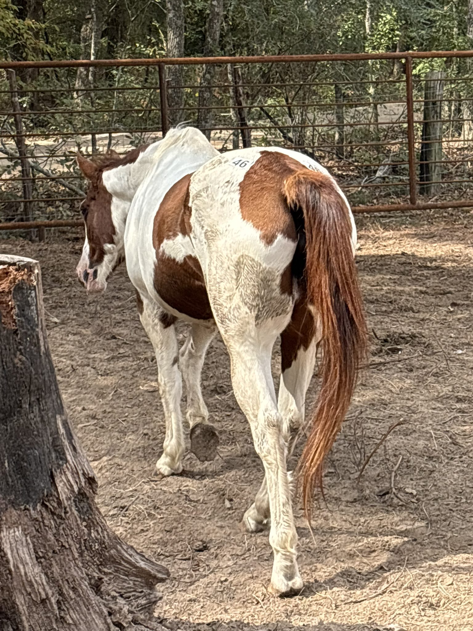 pebbles (copy) pebbles (copy)