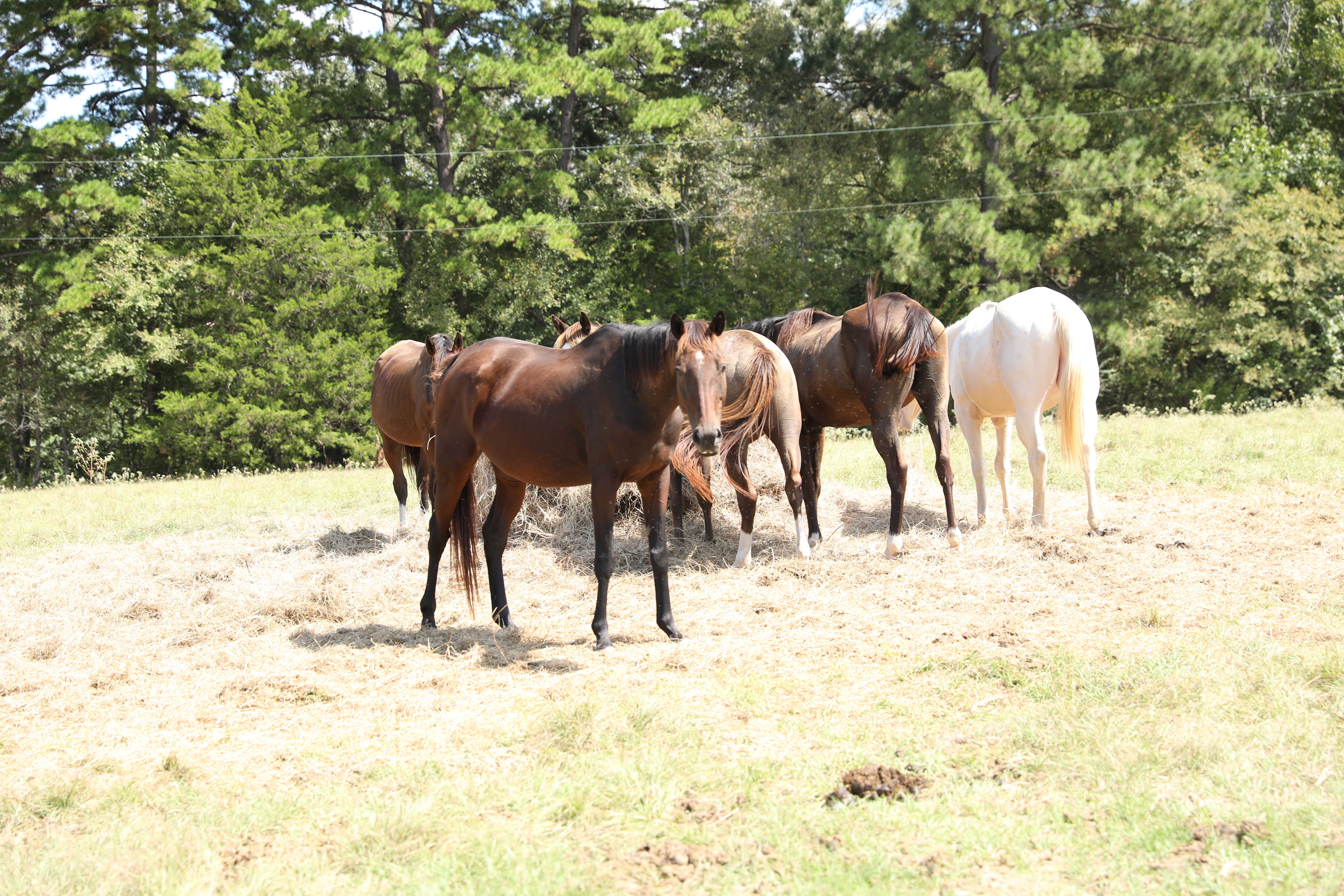 rein (copy) rein (copy)