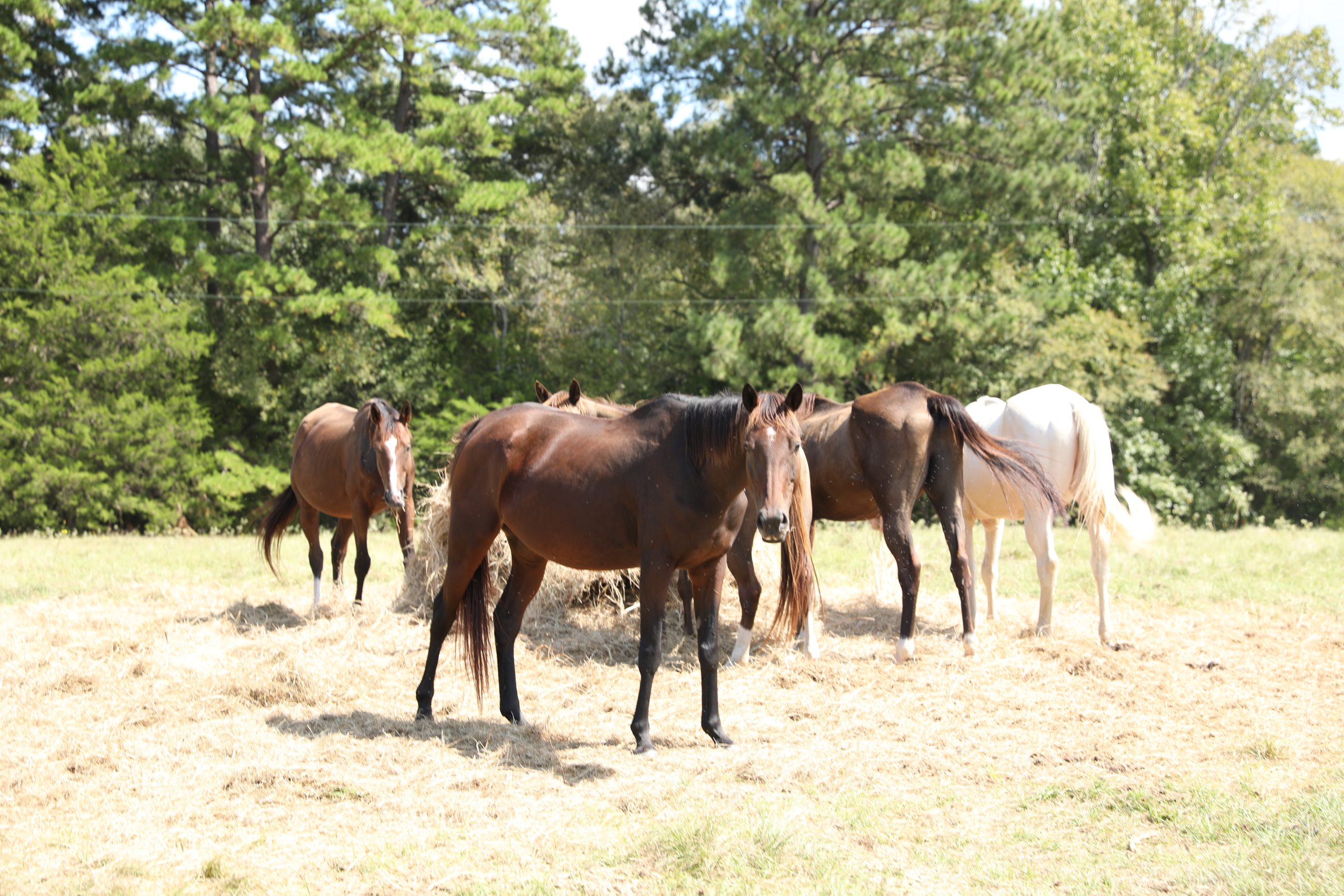 rein (copy) rein (copy)