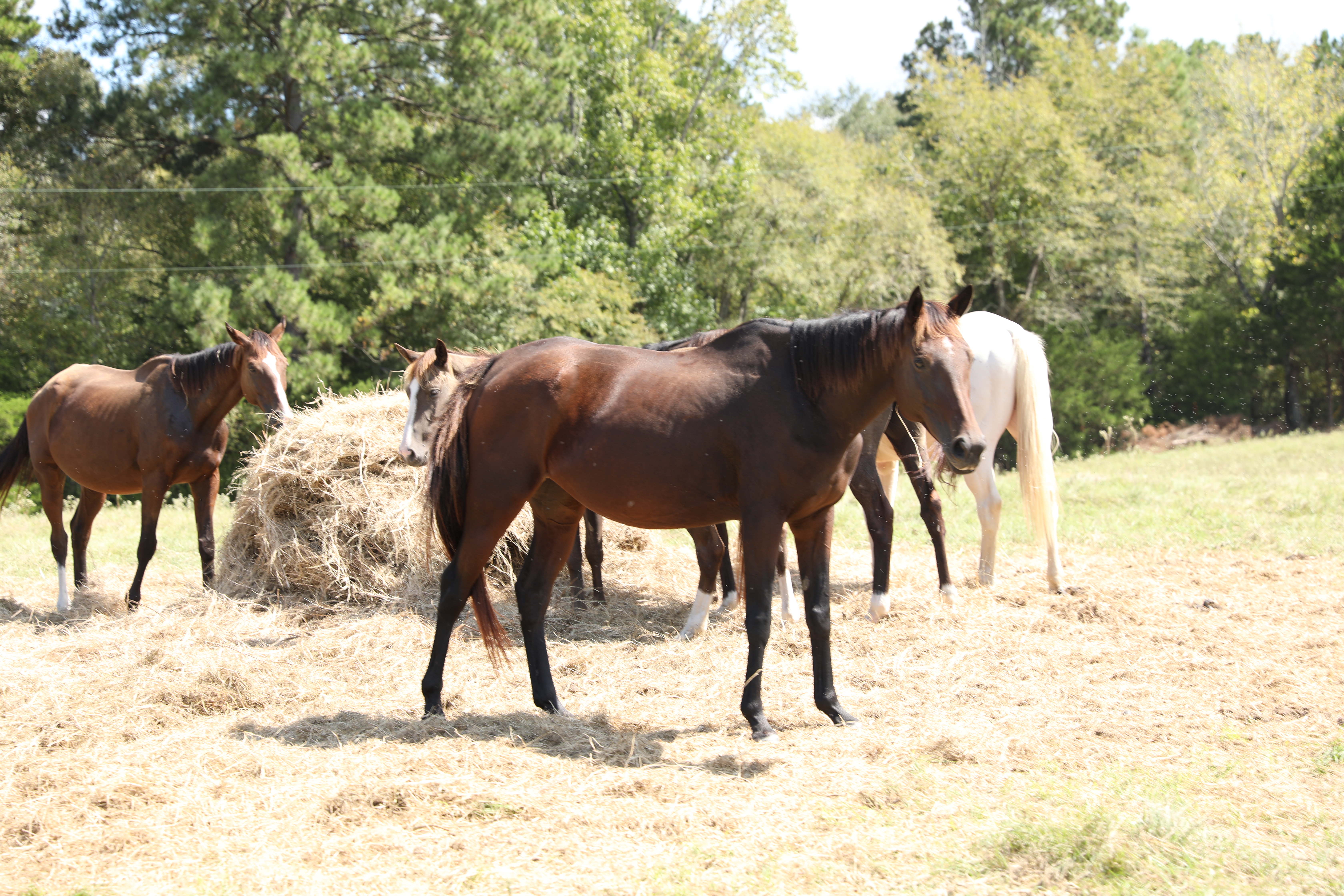 rein (copy) rein (copy)