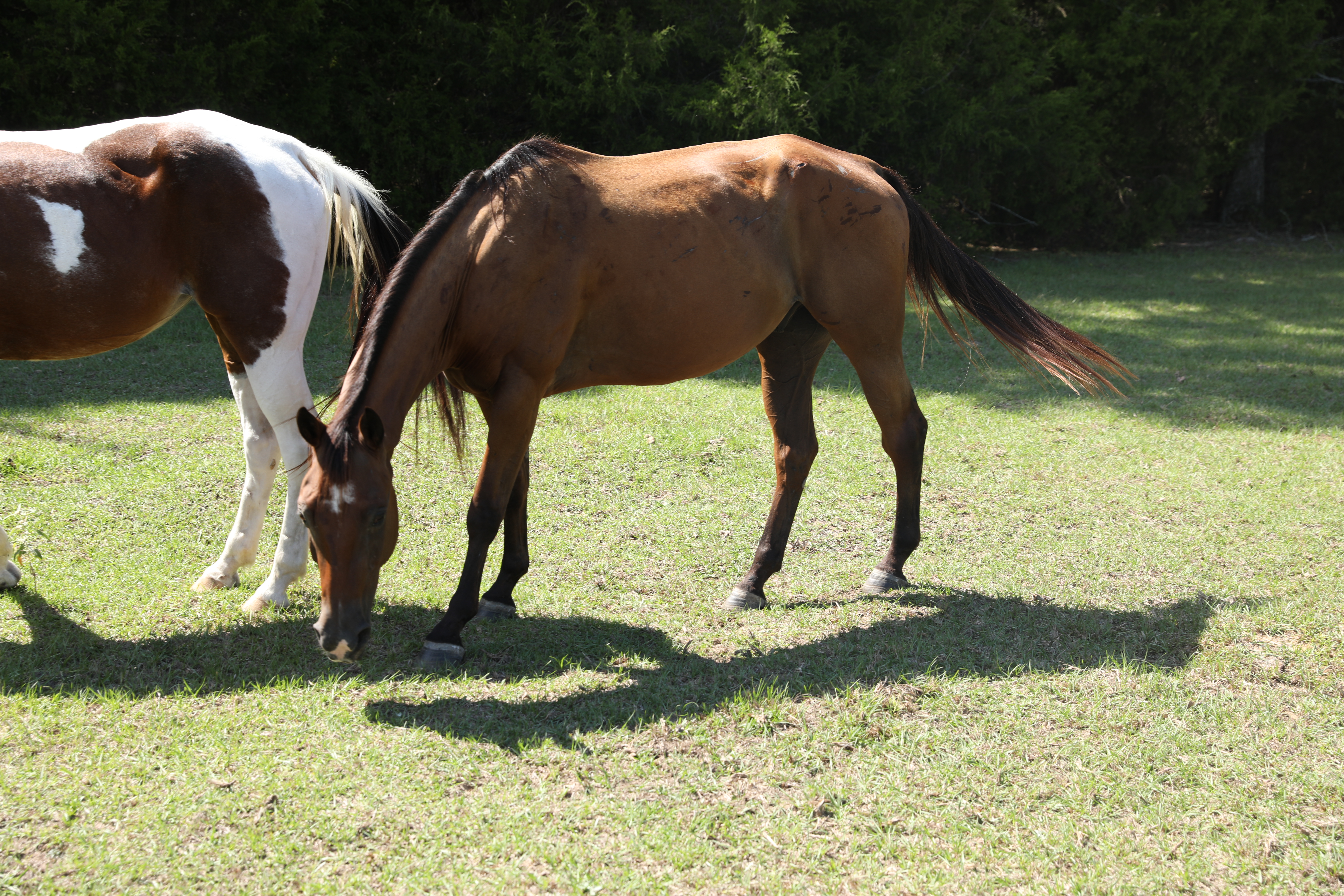 posie (copy) posie (copy)