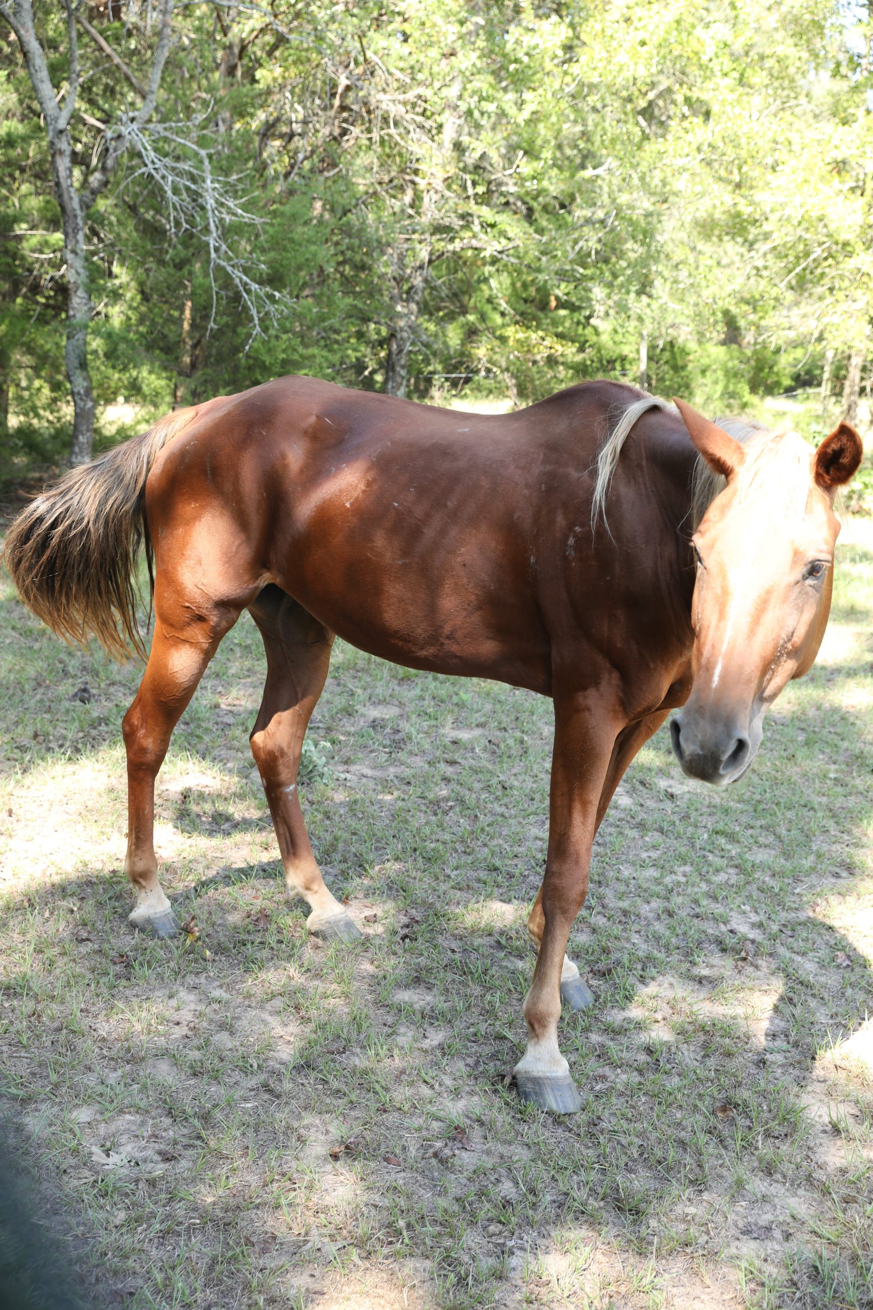 auto draft auto draft