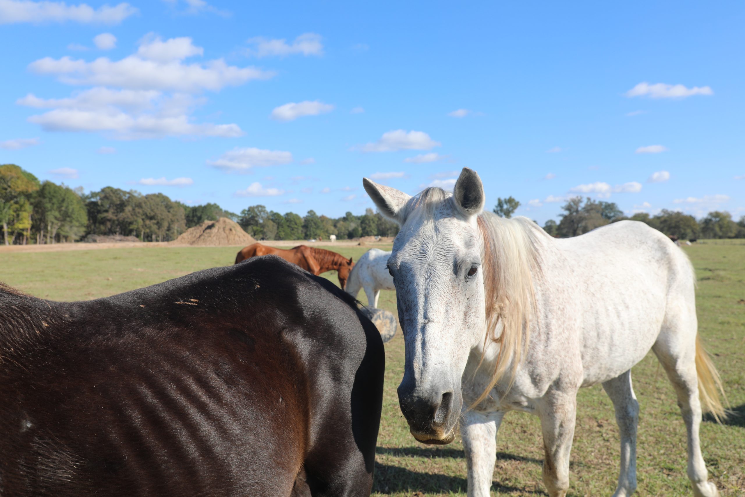 honey and bee honey and bee