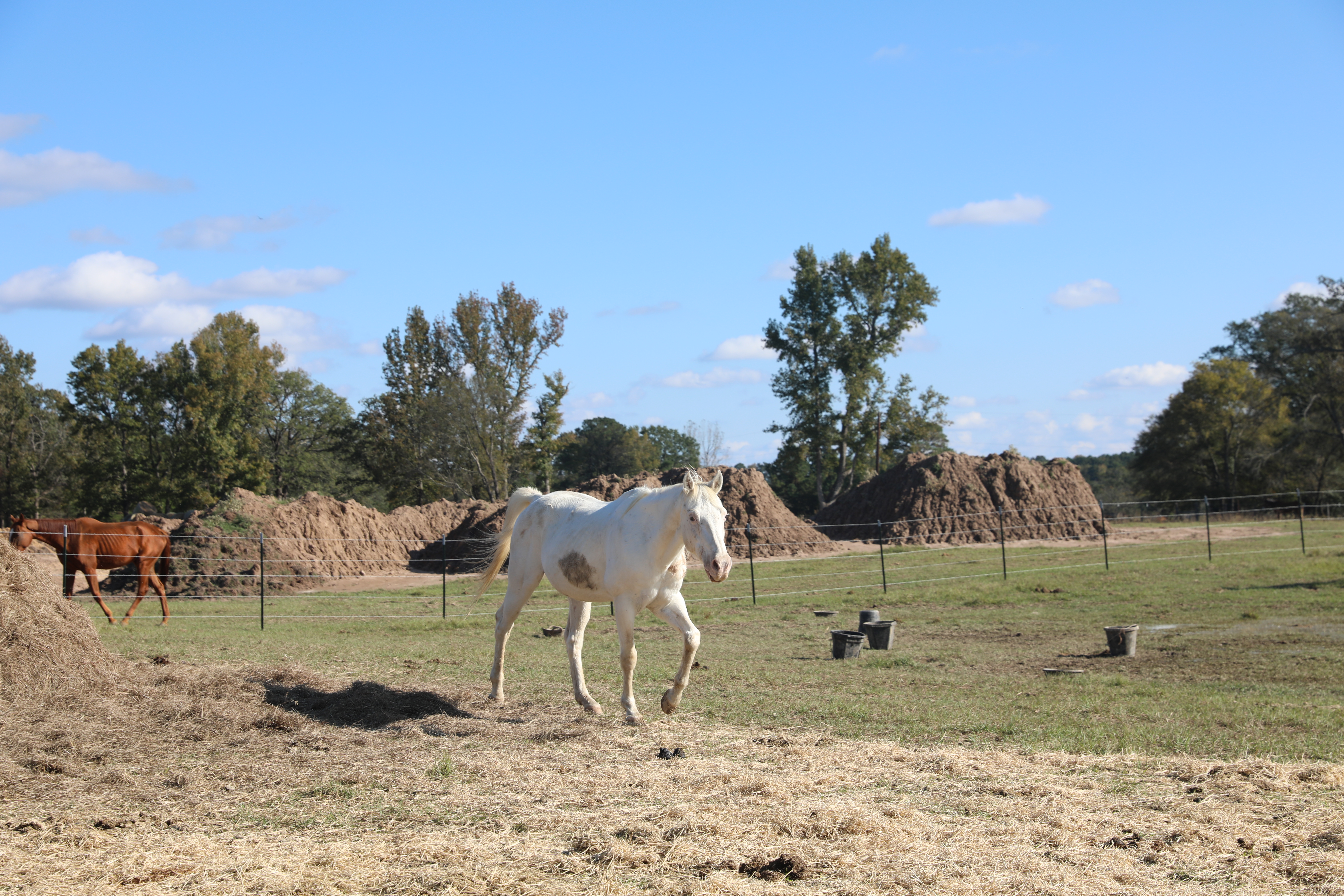 mulberry (copy) mulberry (copy)