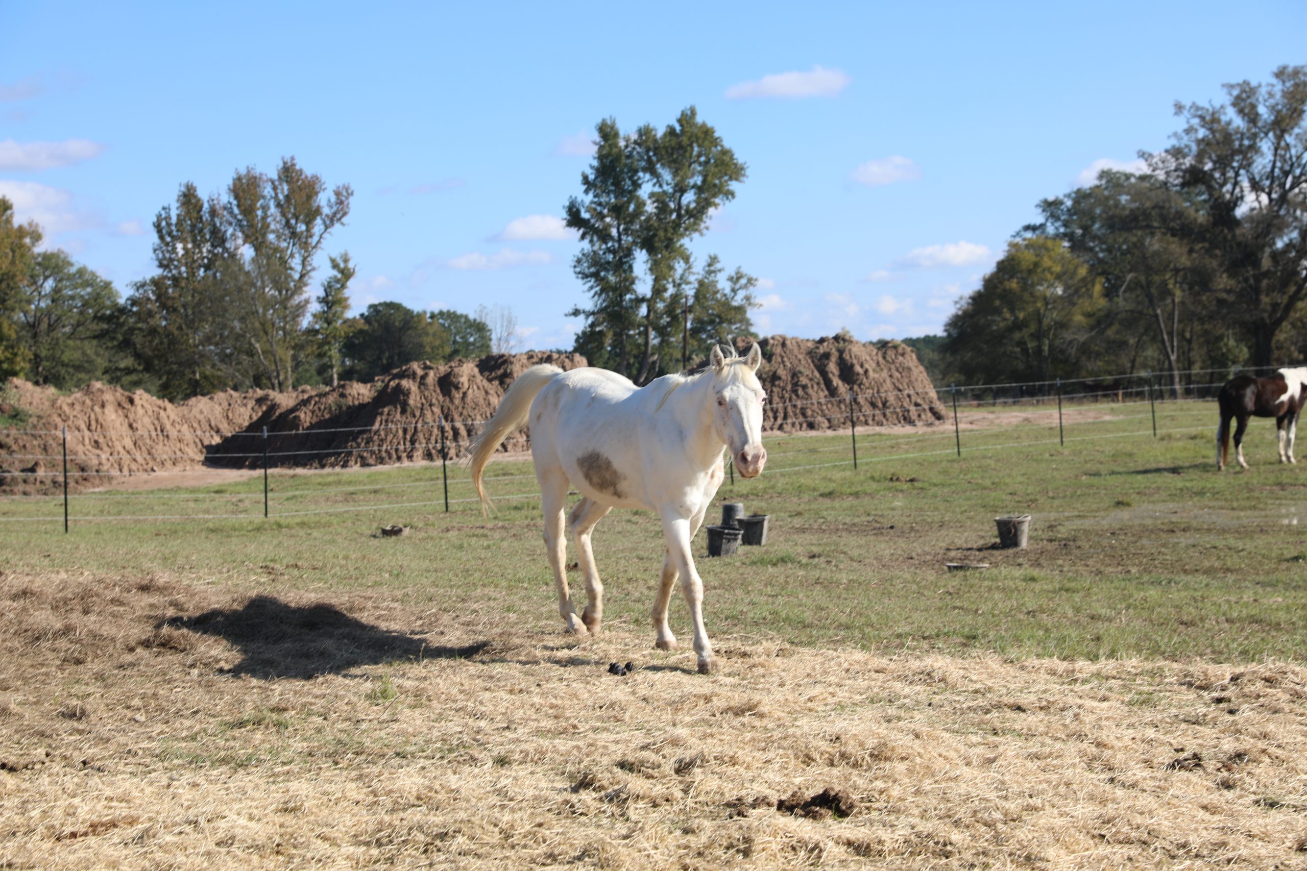 mulberry (copy) mulberry (copy)