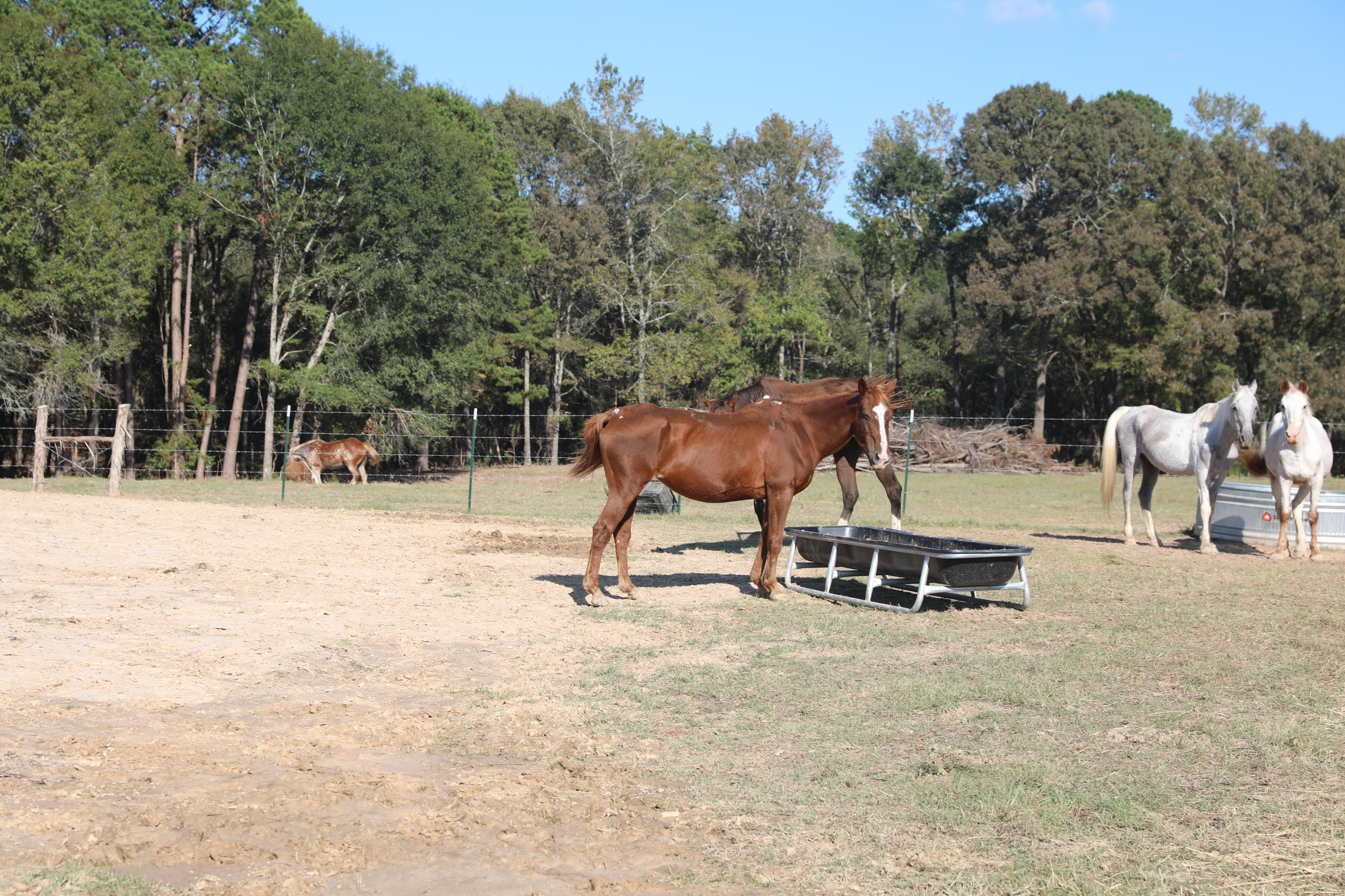 auto draft auto draft