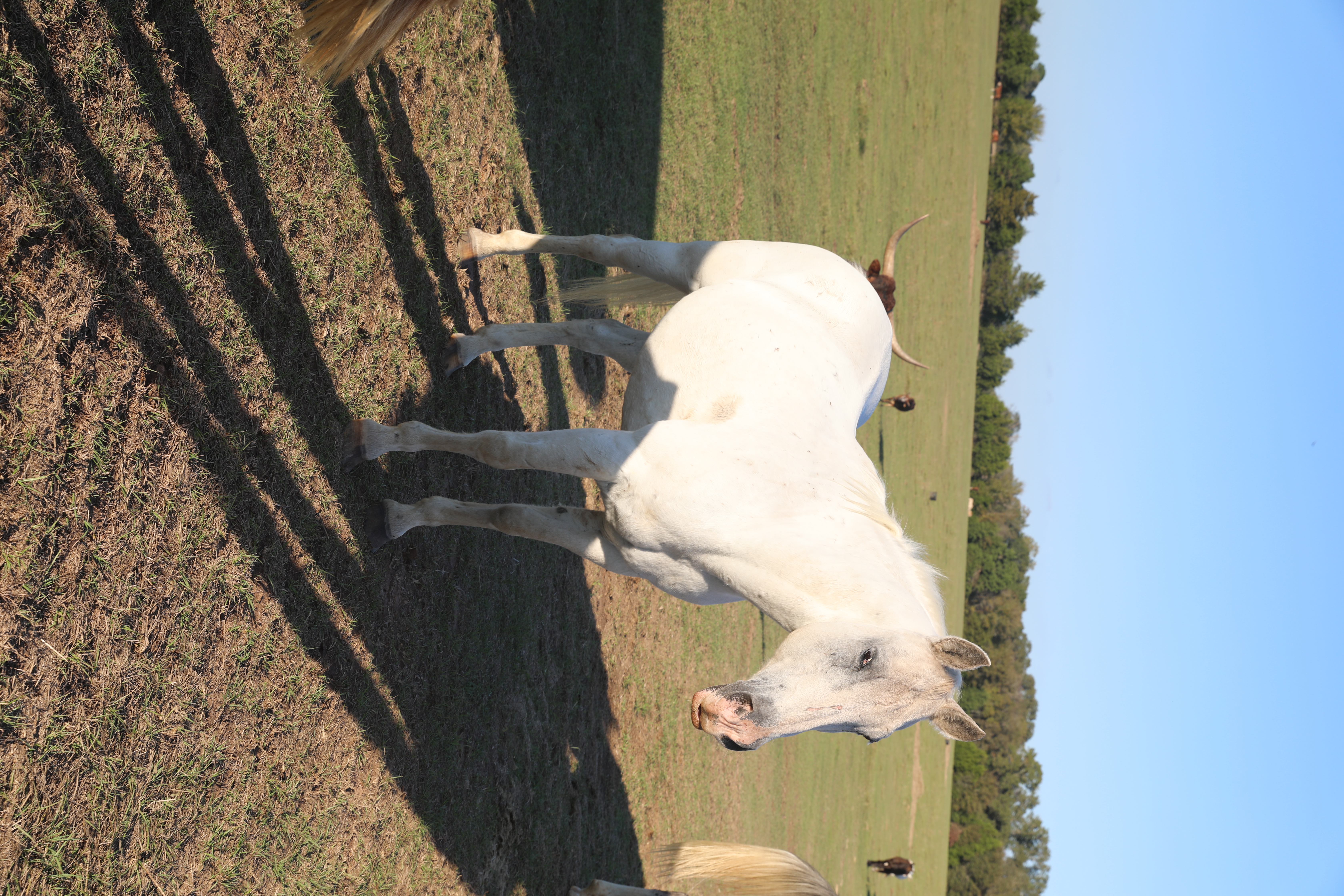 ace (copy) ace (copy)