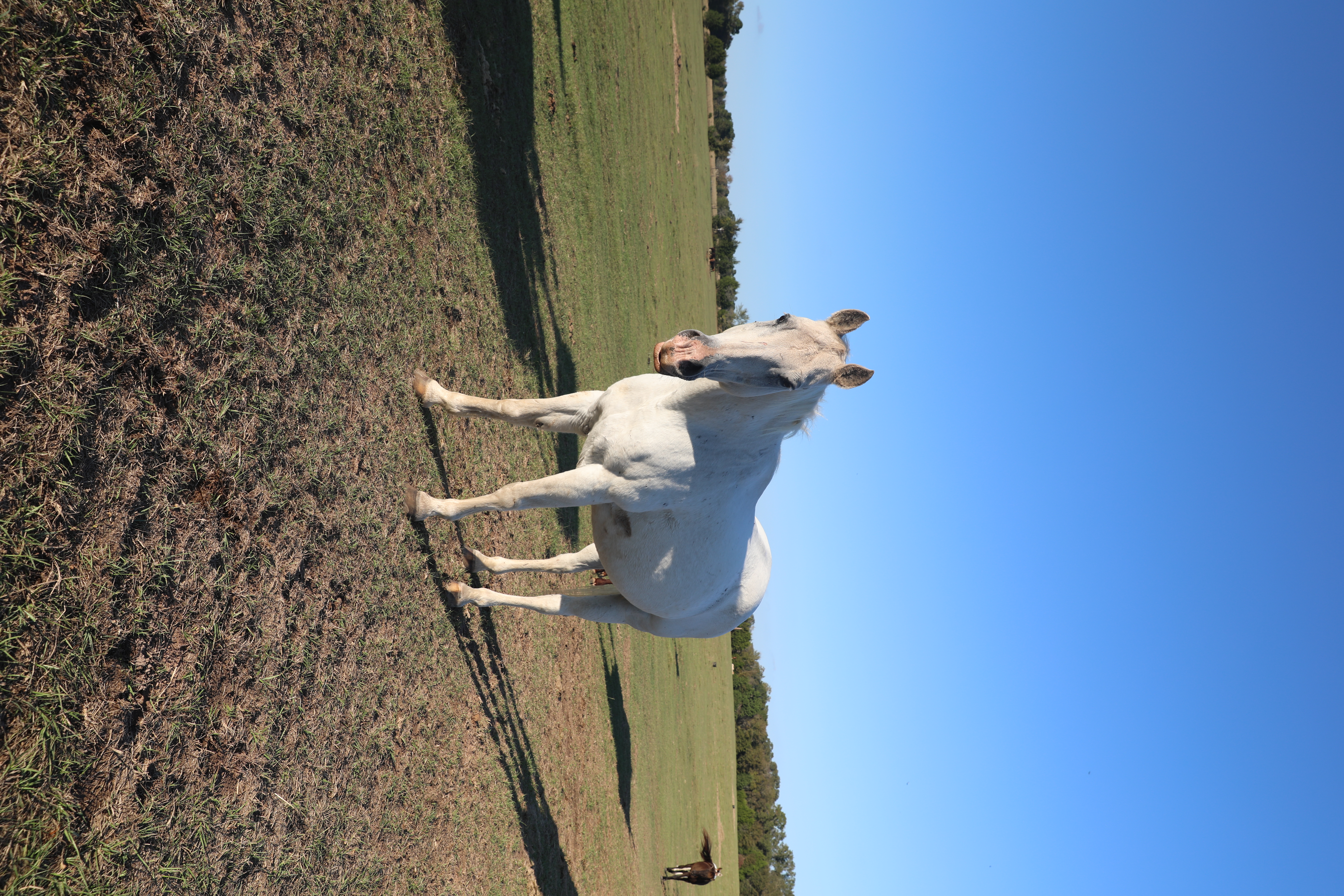 ace (copy) ace (copy)