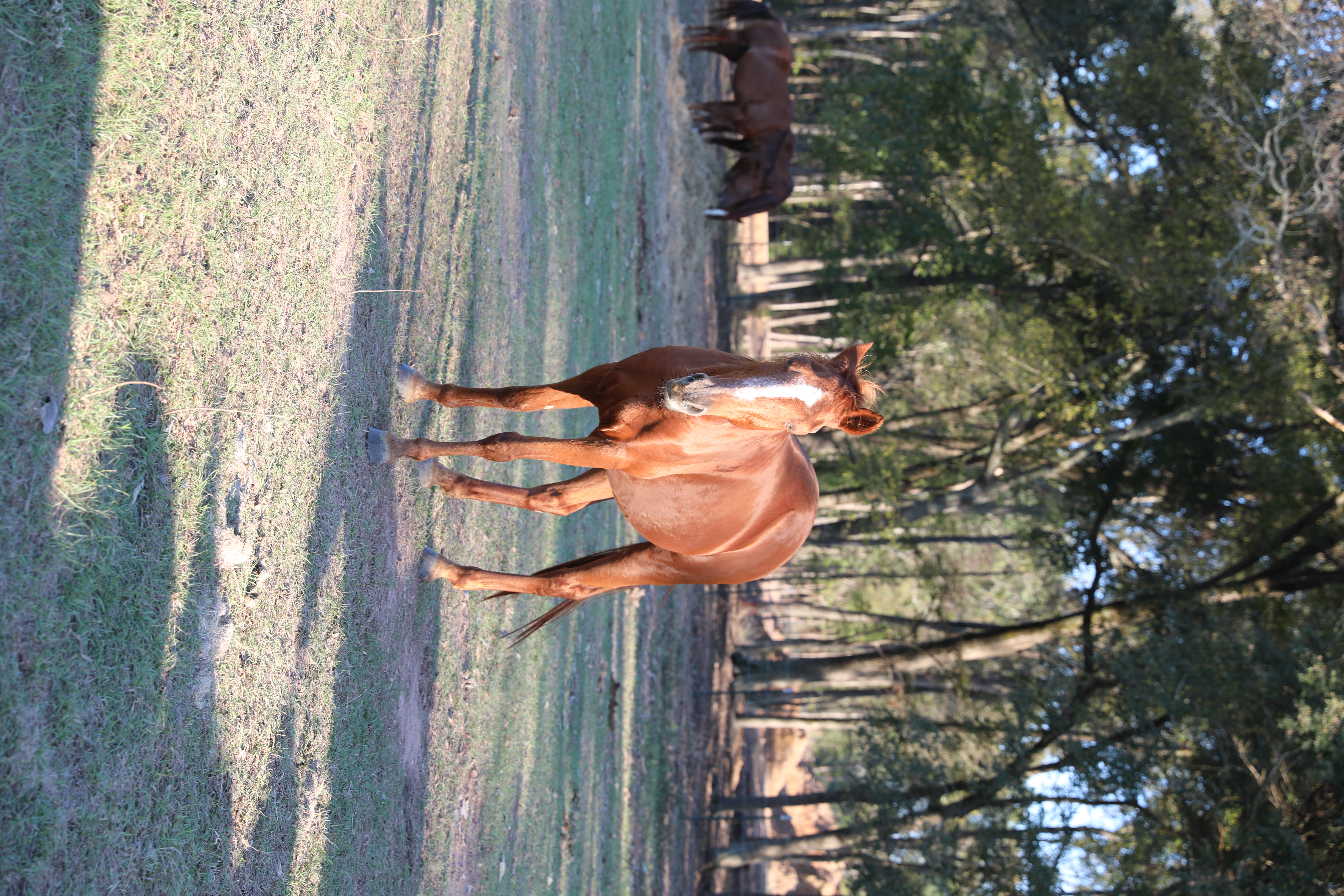 bobby (copy) bobby (copy)