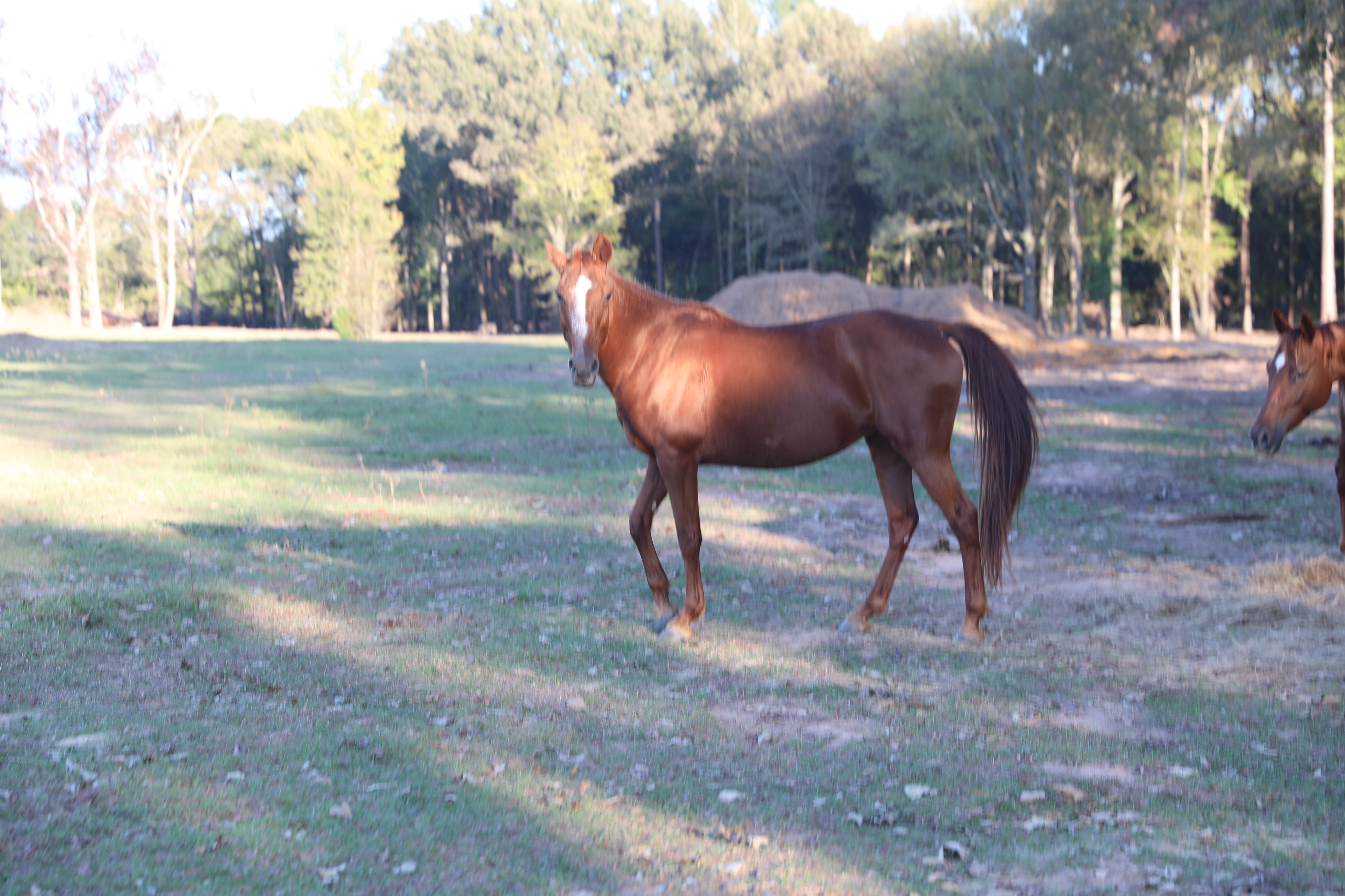 bobby (copy) bobby (copy)