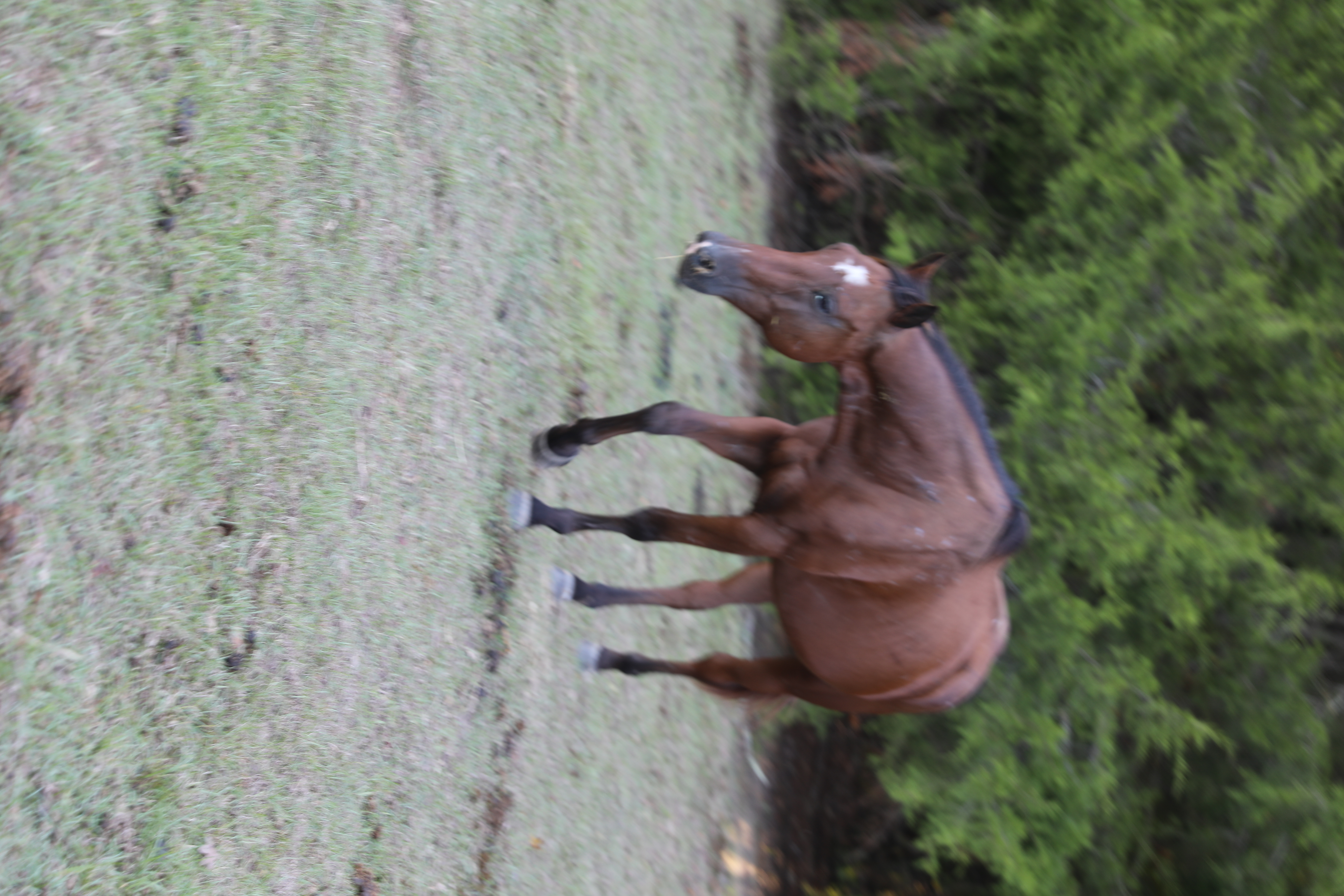 posie (copy) posie (copy)