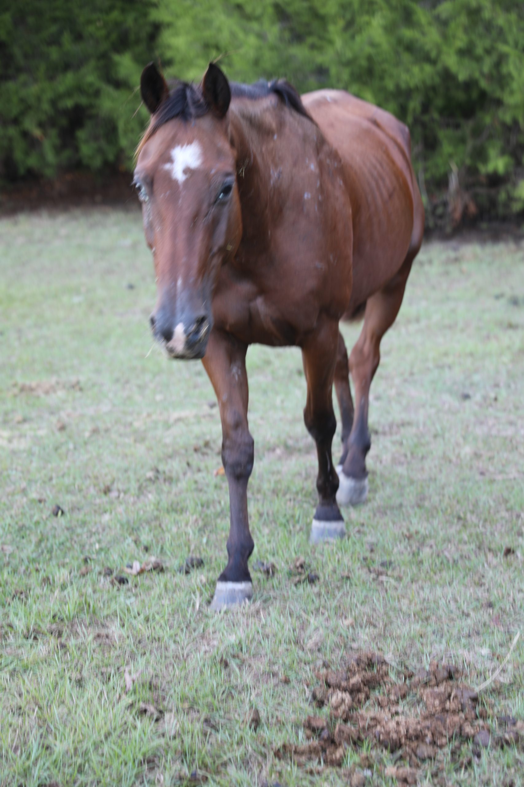 posie (copy) posie (copy)