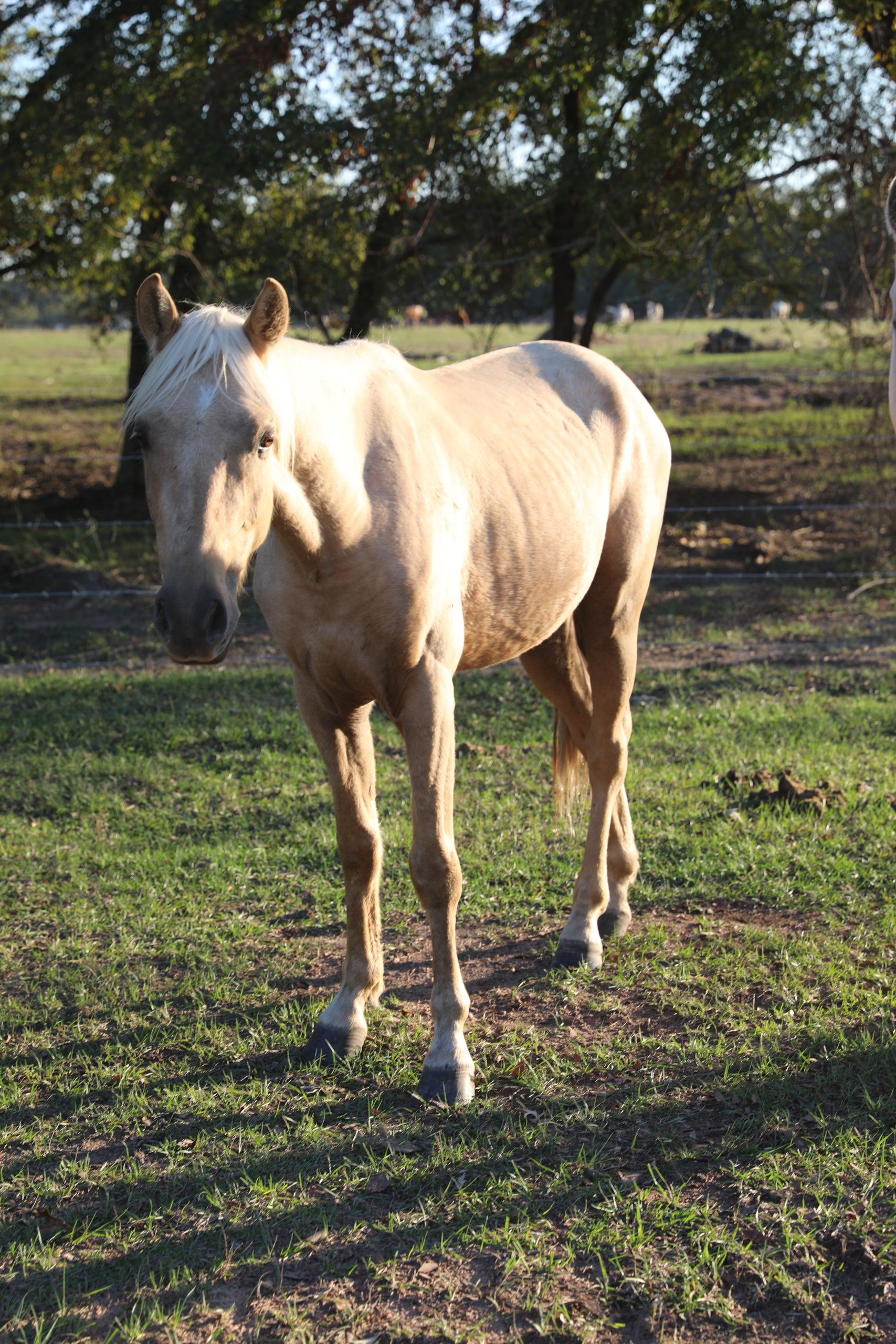 olive (copy) olive (copy)