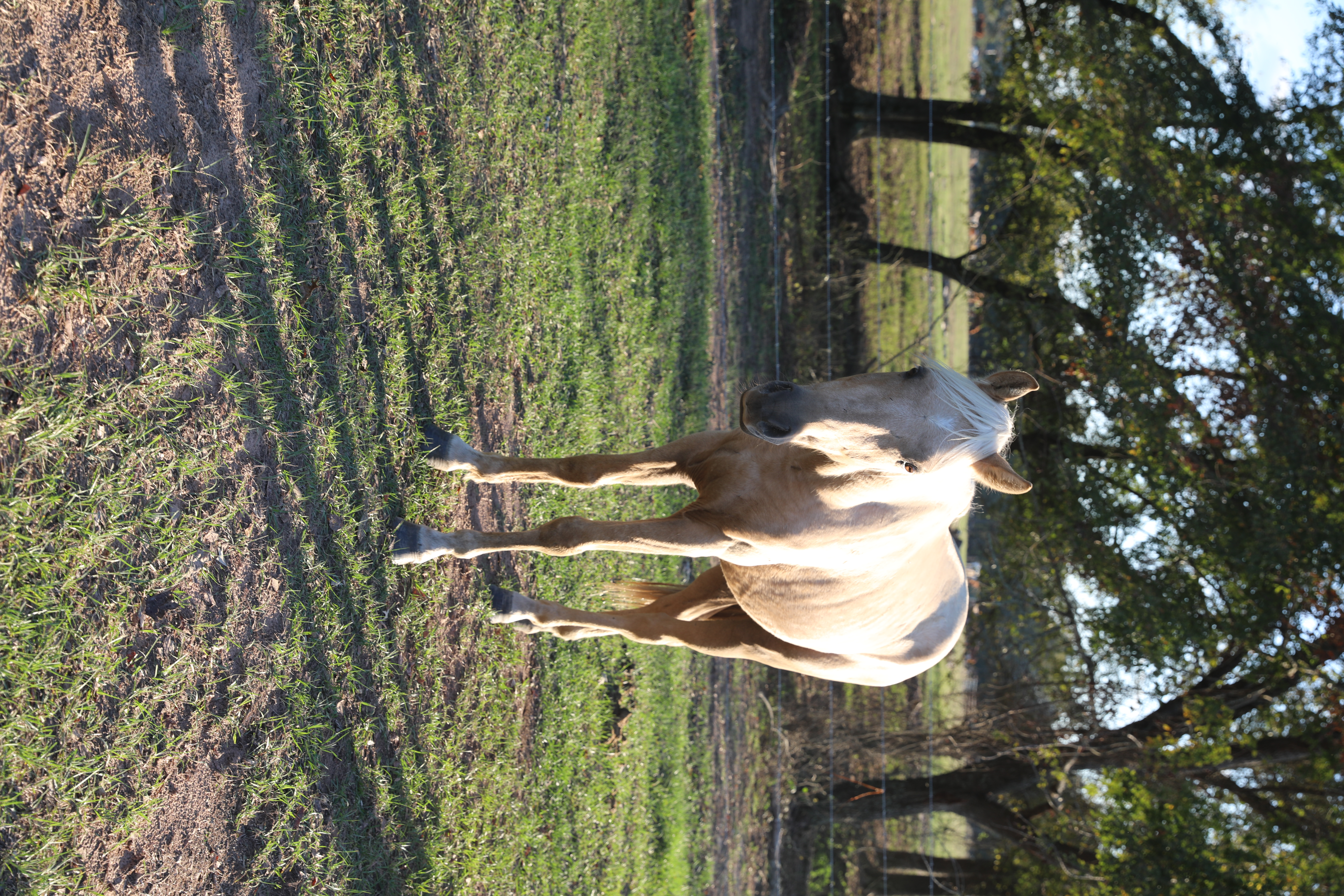 olive (copy) olive (copy)