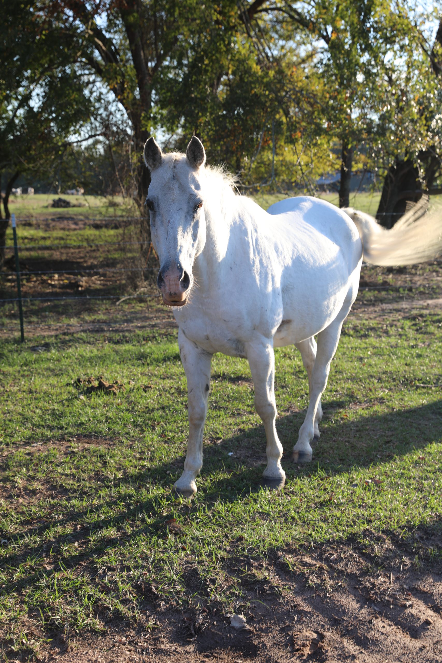 ace (copy) ace (copy)