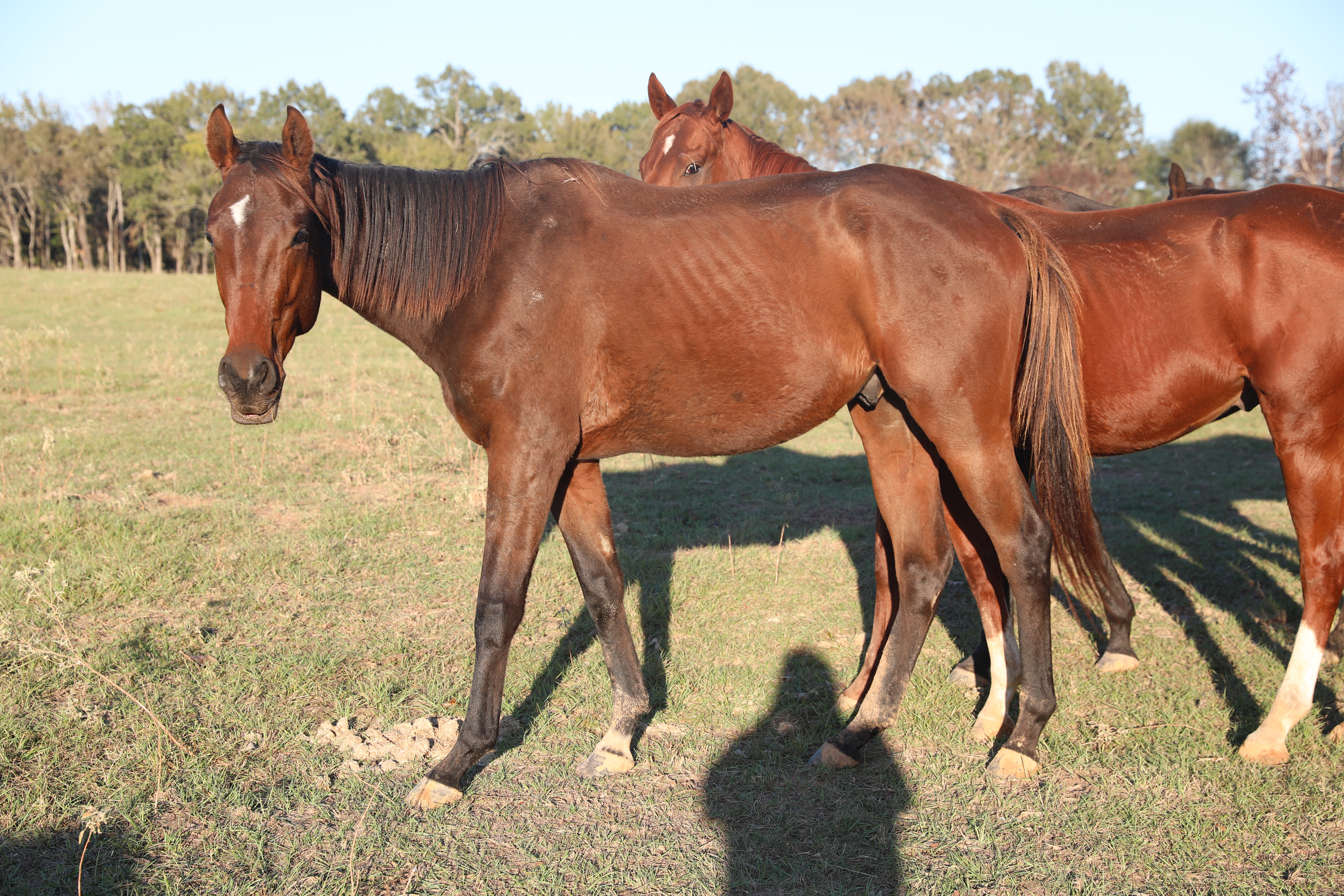 chongo (copy) chongo (copy)