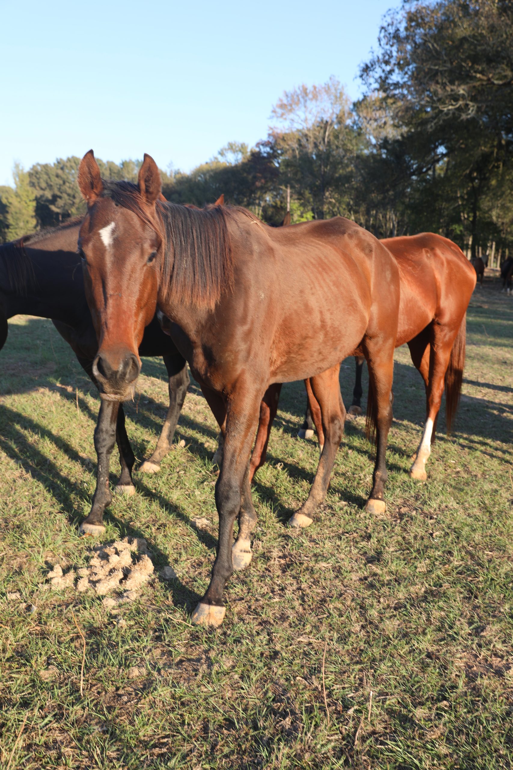 chongo (copy) chongo (copy)