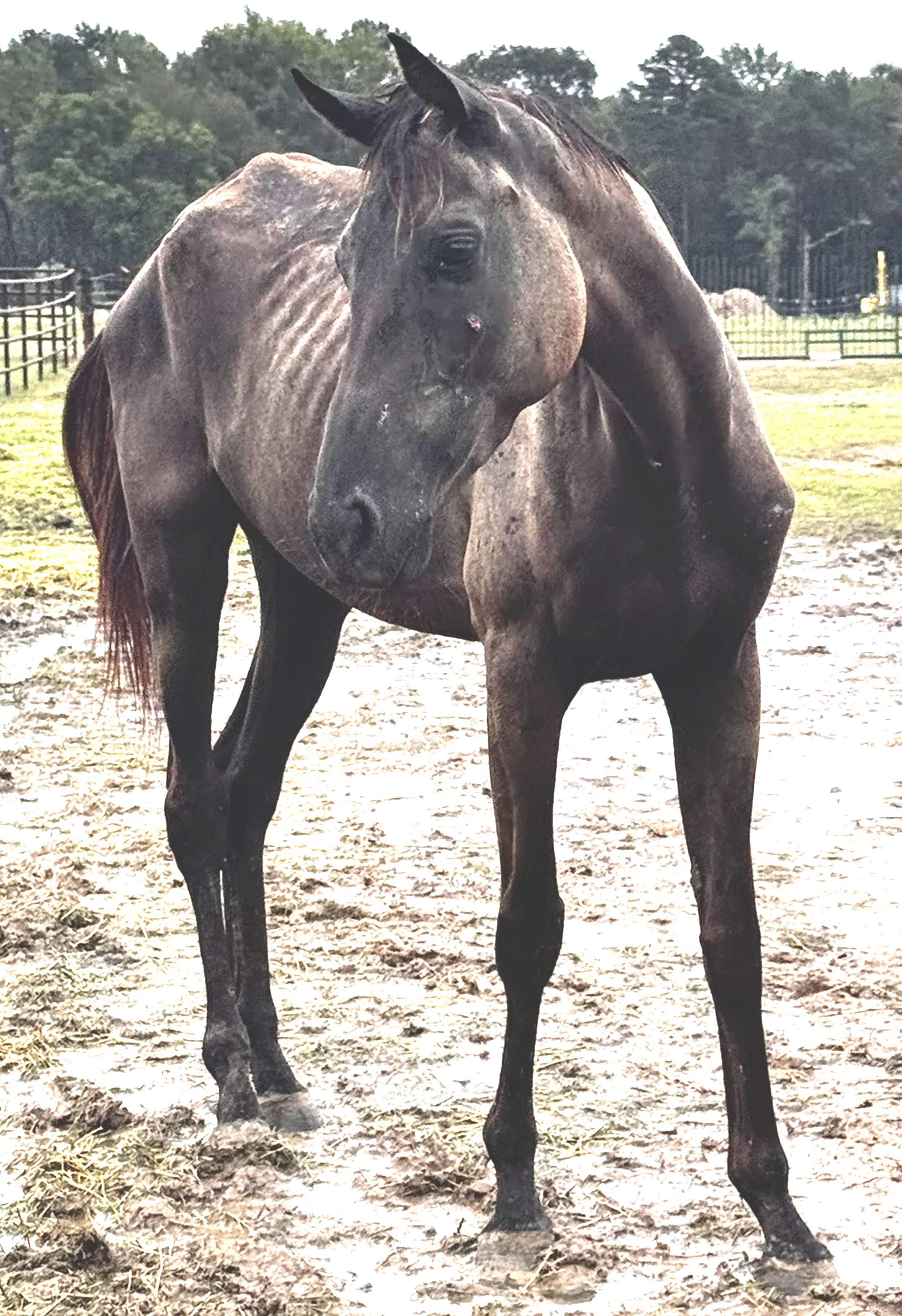 red (copy) red (copy)