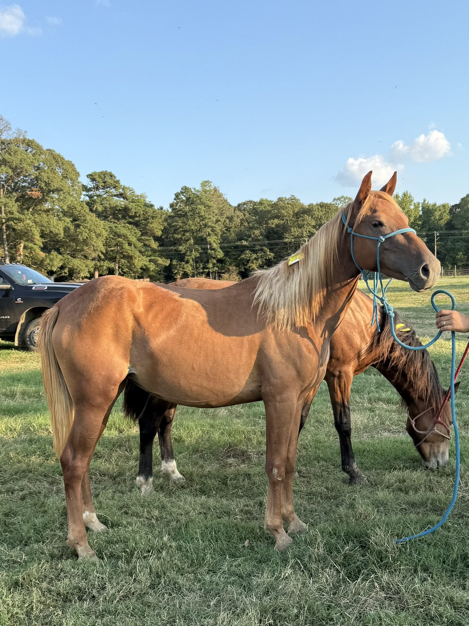 lary (copy) lary (copy)