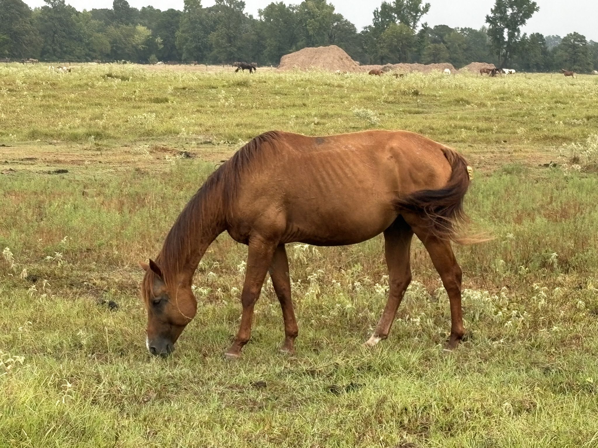 candy (copy) candy (copy)