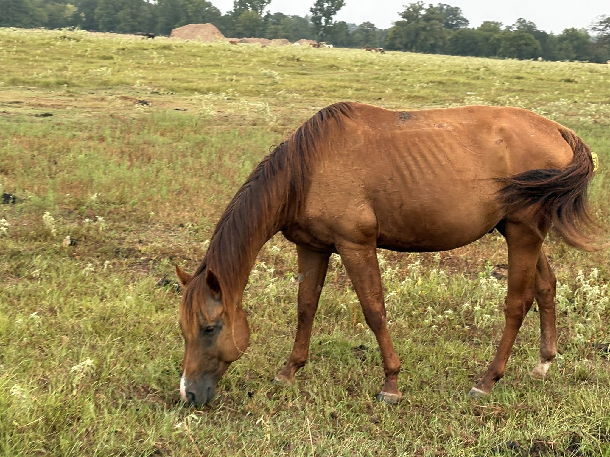 candy (copy) candy (copy)