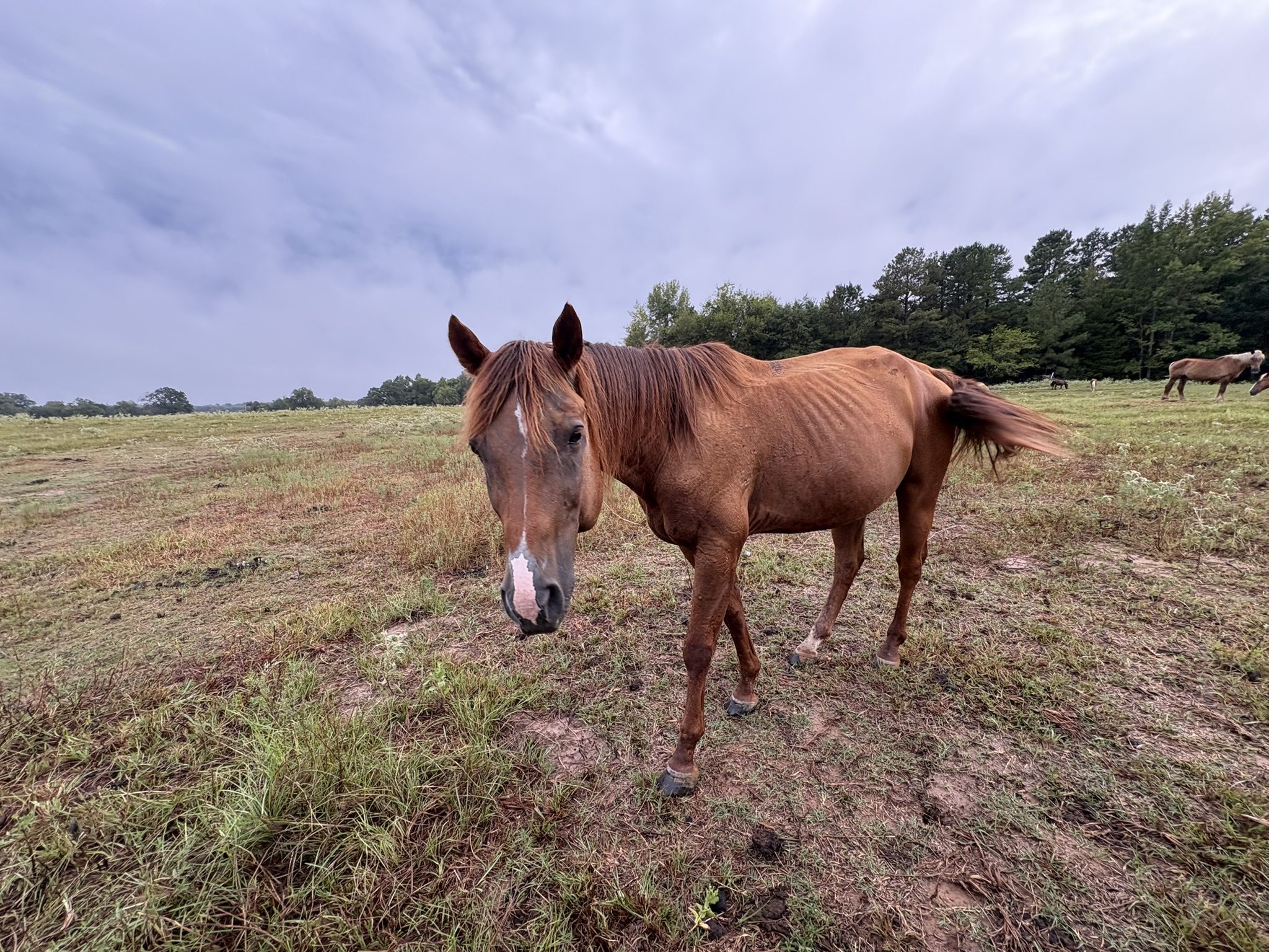 candy (copy) candy (copy)