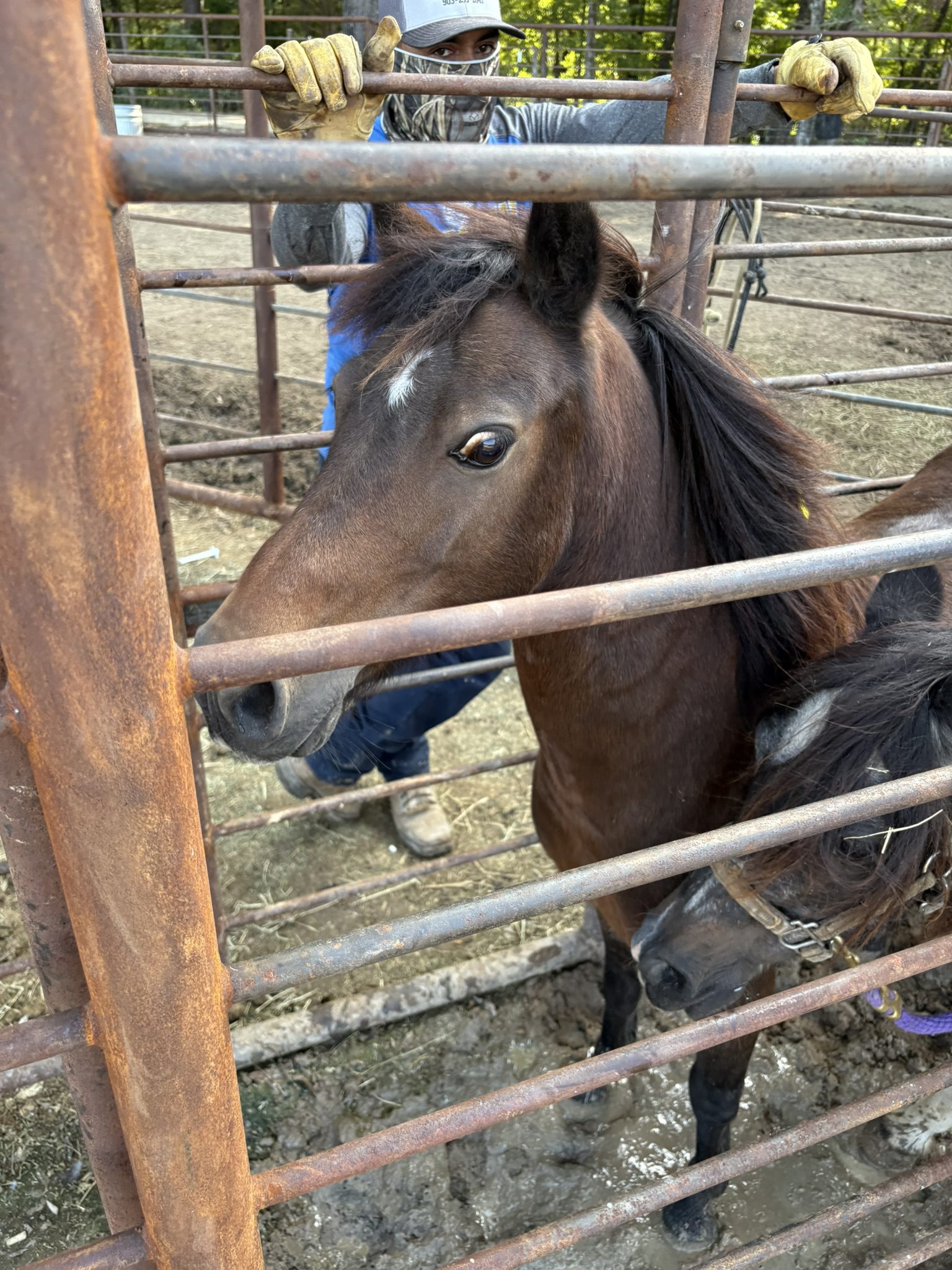 charm (copy) charm (copy)