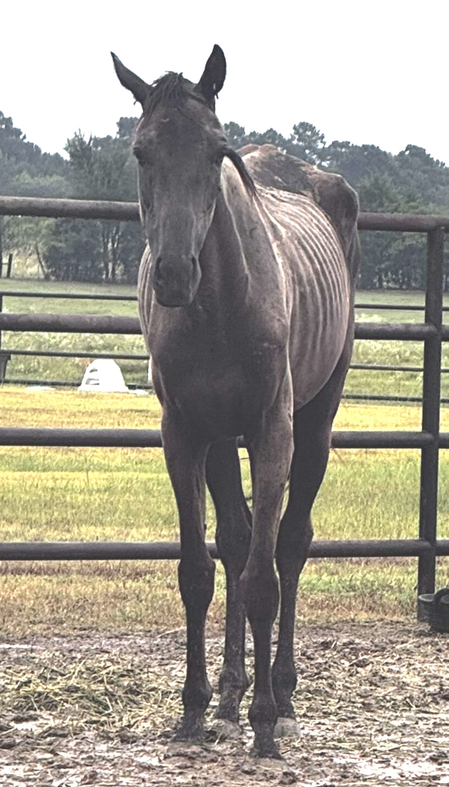 red (copy) red (copy)