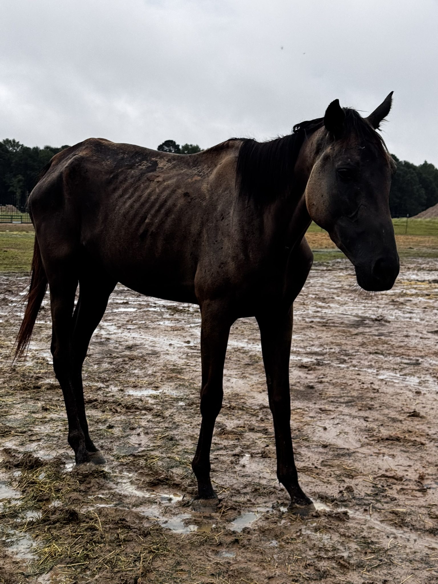 red (copy) red (copy)
