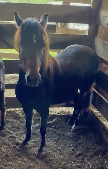 charm (copy) charm (copy)