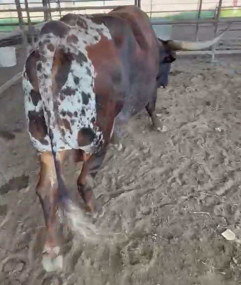 layla (copy) layla (copy)