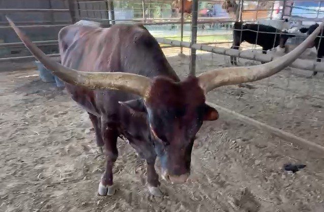 layla (copy) layla (copy)