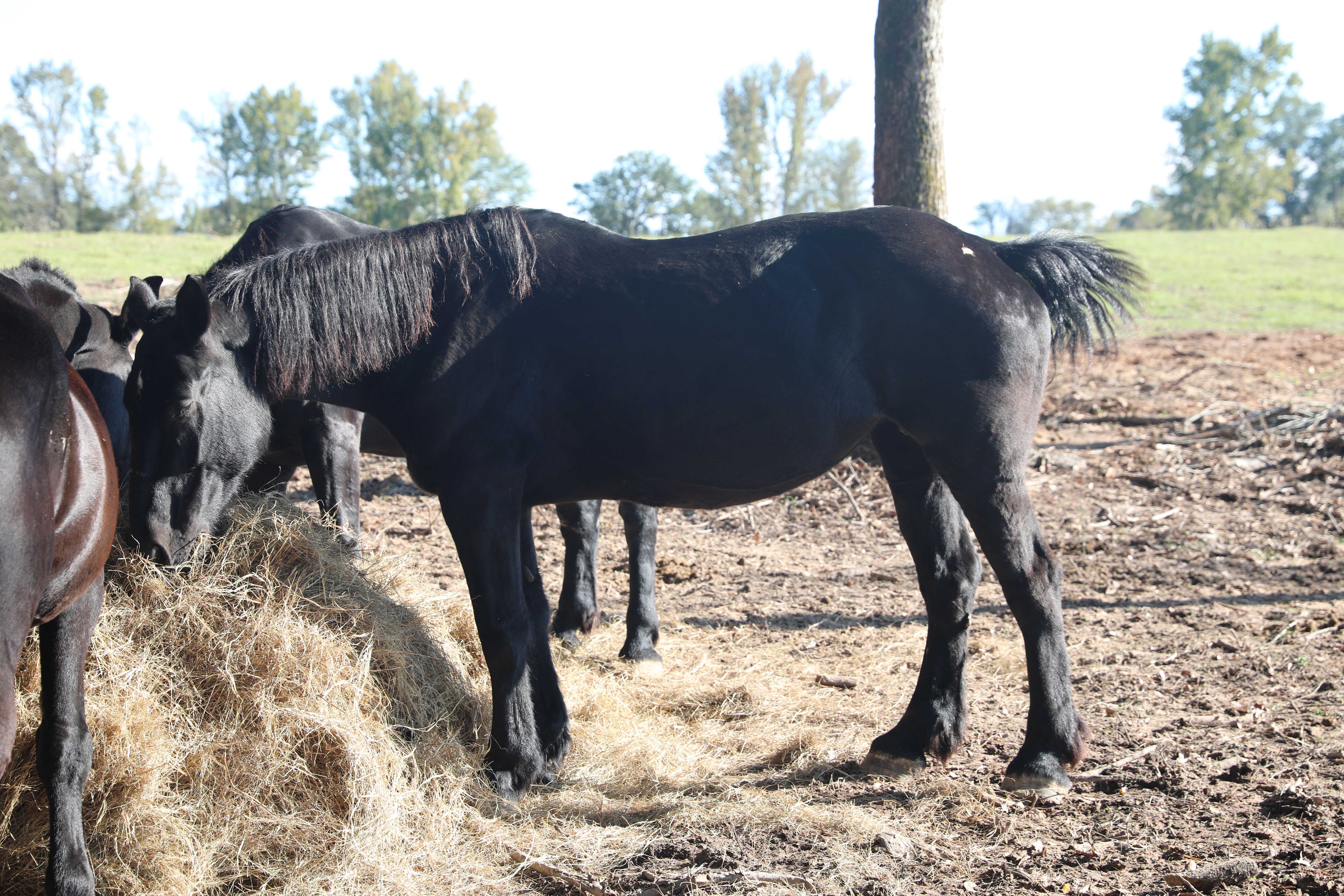 atlas (copy) atlas (copy)