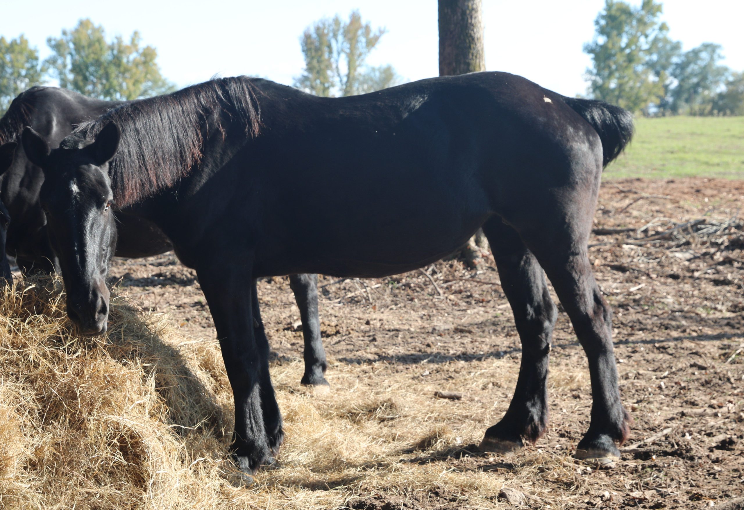 atlas (copy) atlas (copy)