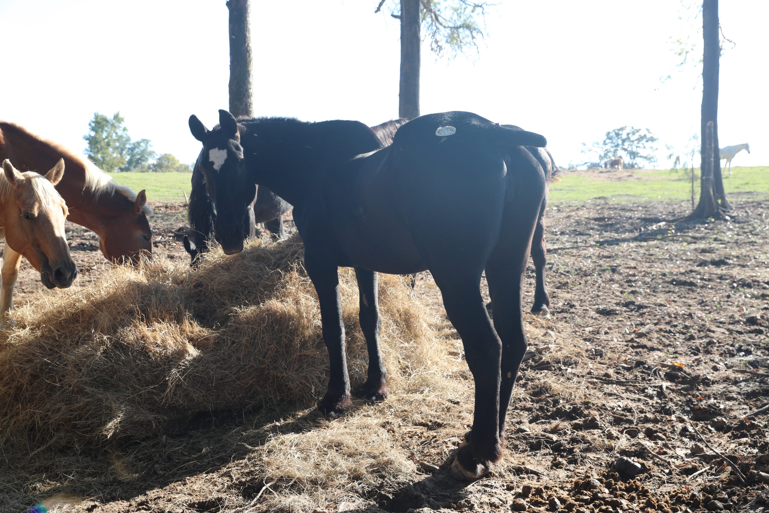 magnus (copy) magnus (copy)