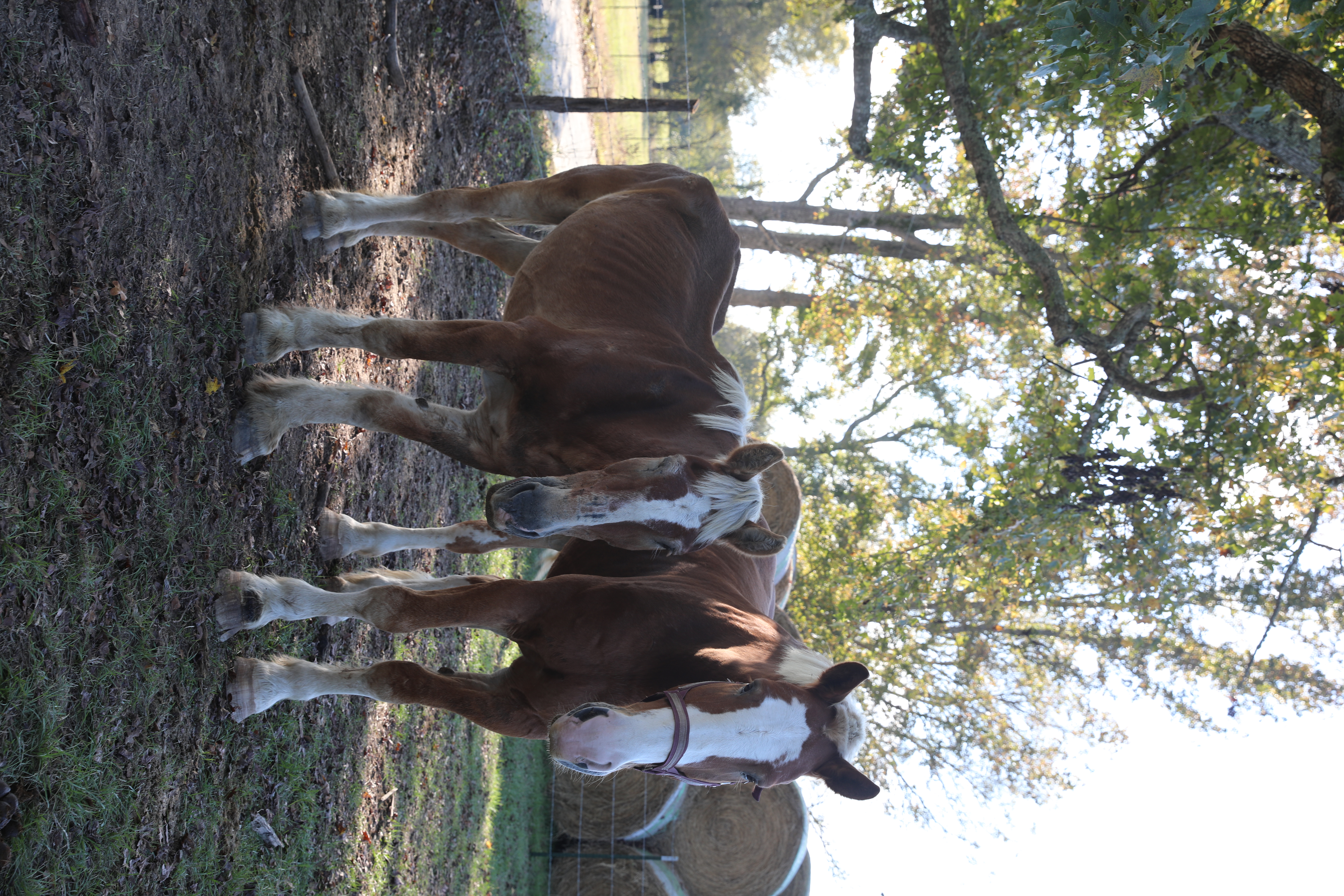 hulk (copy) hulk (copy)