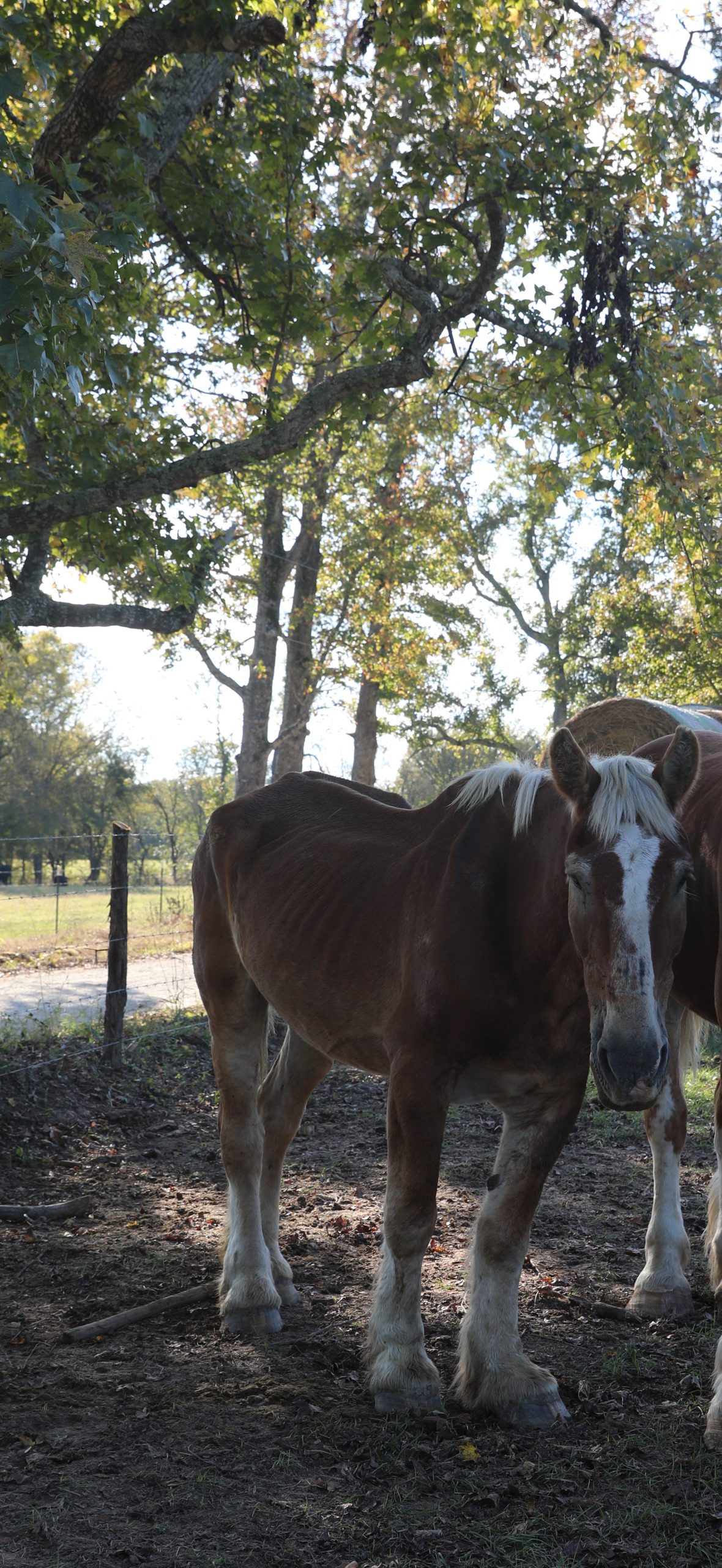 hulk (copy) hulk (copy)