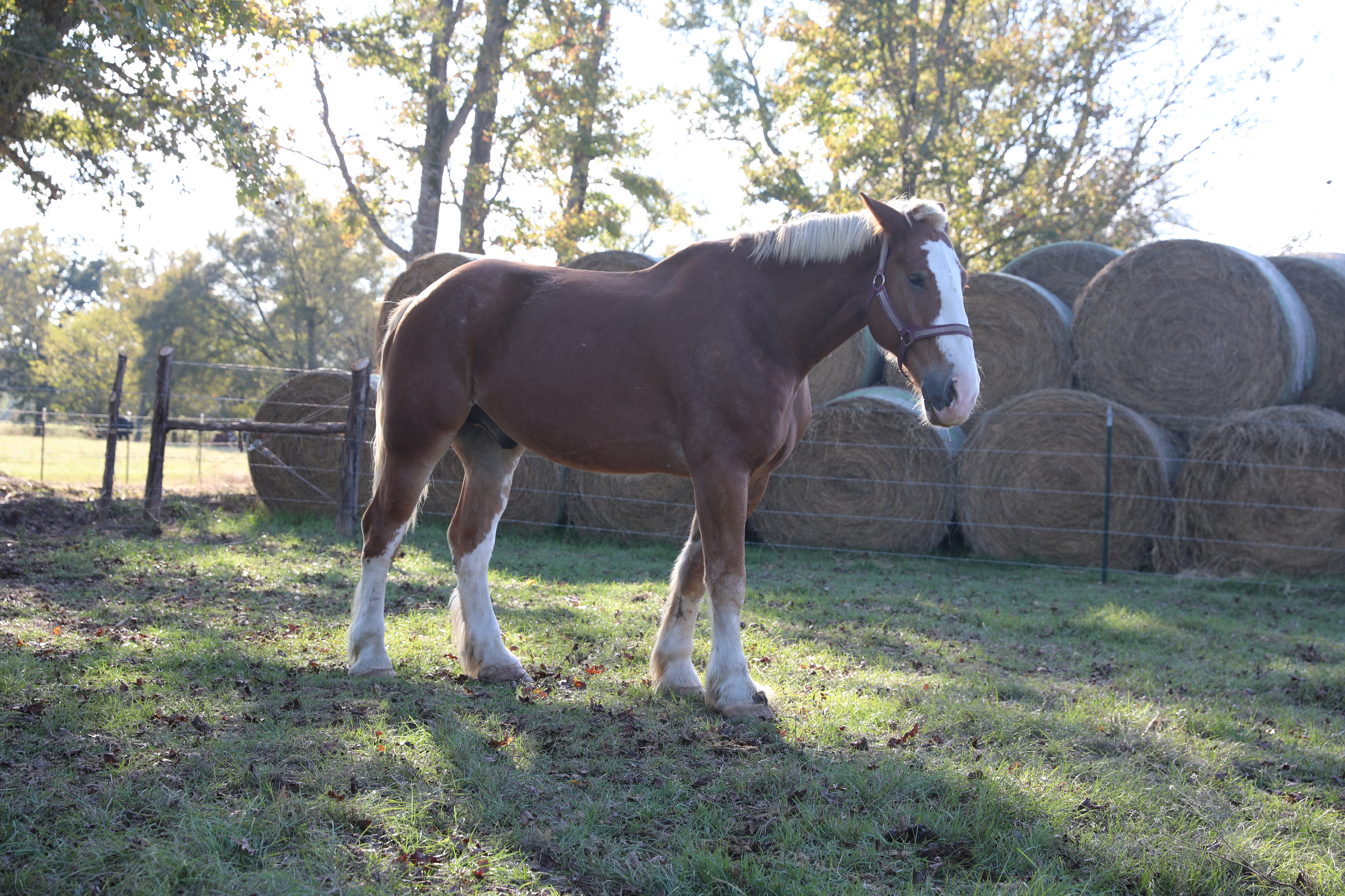 apollo (copy) apollo (copy)