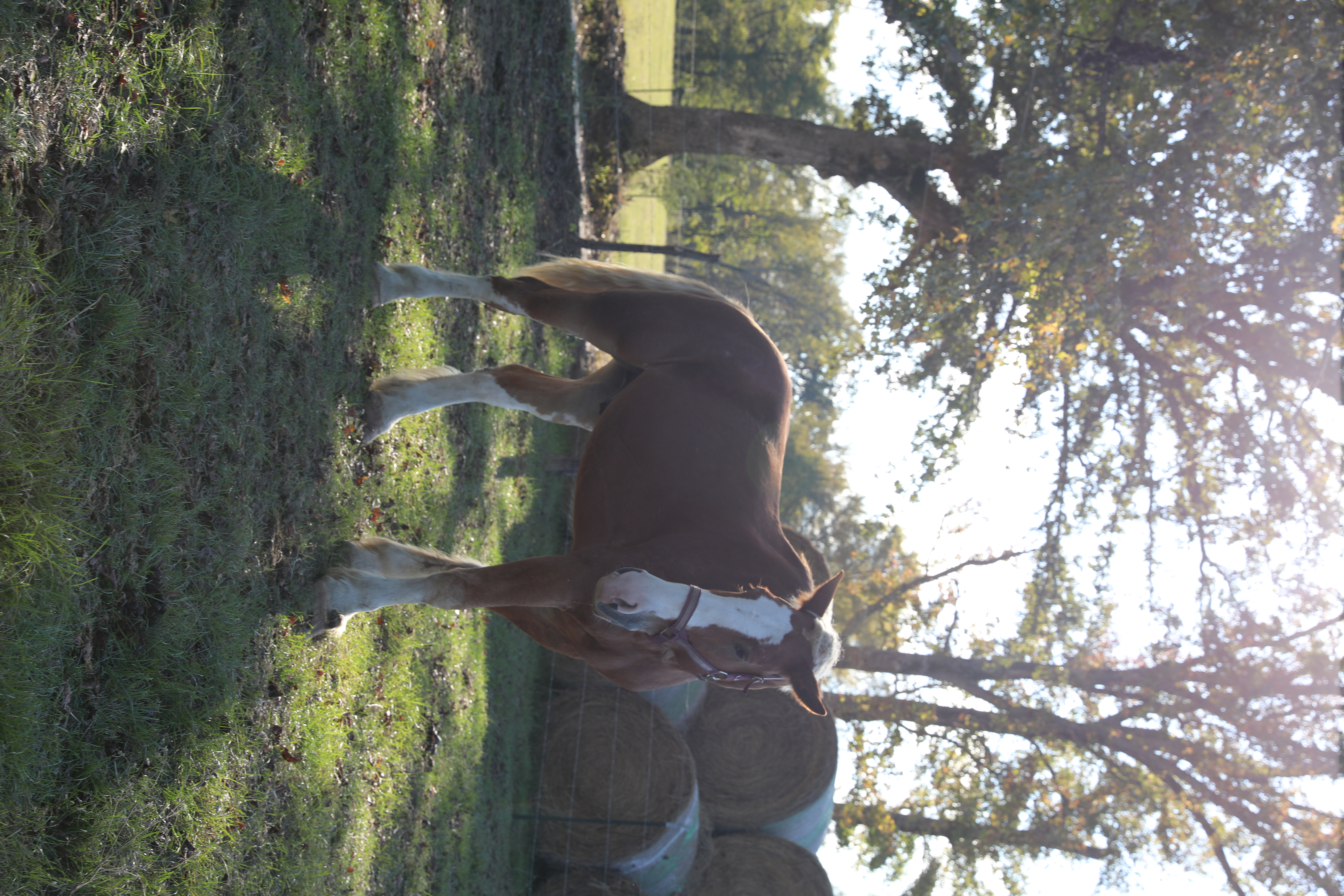 apollo (copy) apollo (copy)