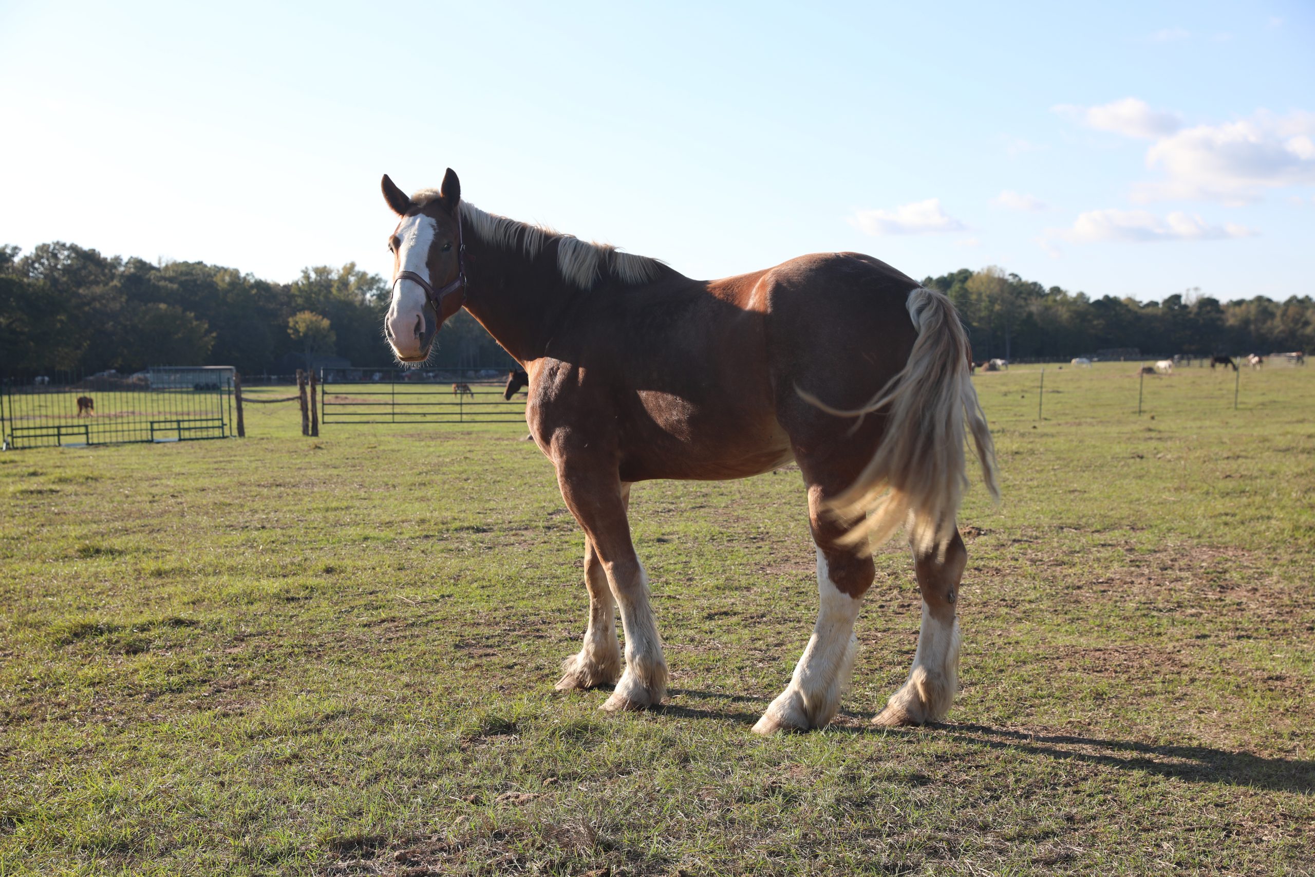 apollo (copy) apollo (copy)